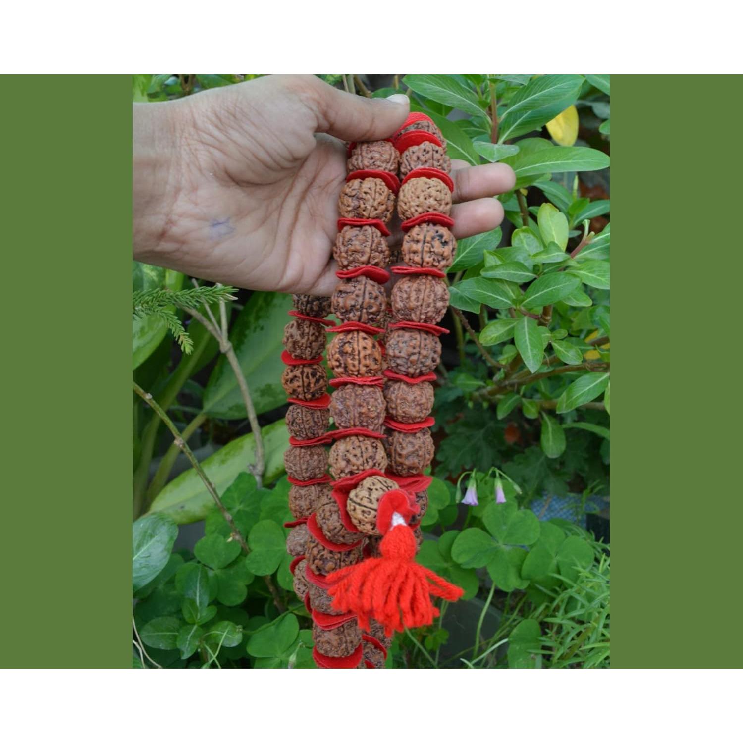 Mala de Rudraksha 5 Mukhi Grande 20mm Nepal 54+1 cuentas