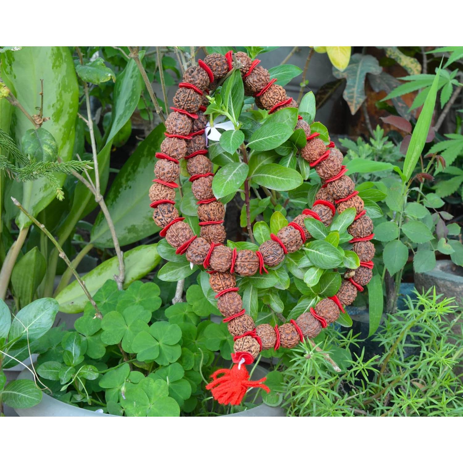 Mala de Rudraksha 5 Mukhi Grande 20mm Nepal 54+1 cuentas
