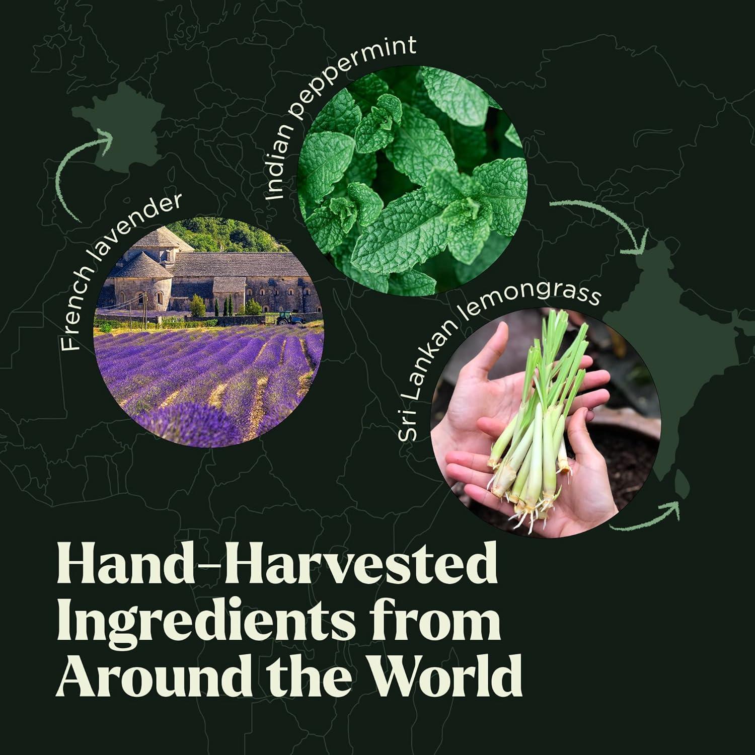 Set de Aceites Esenciales Lagunamoon 10 Piezas Aromaterapia