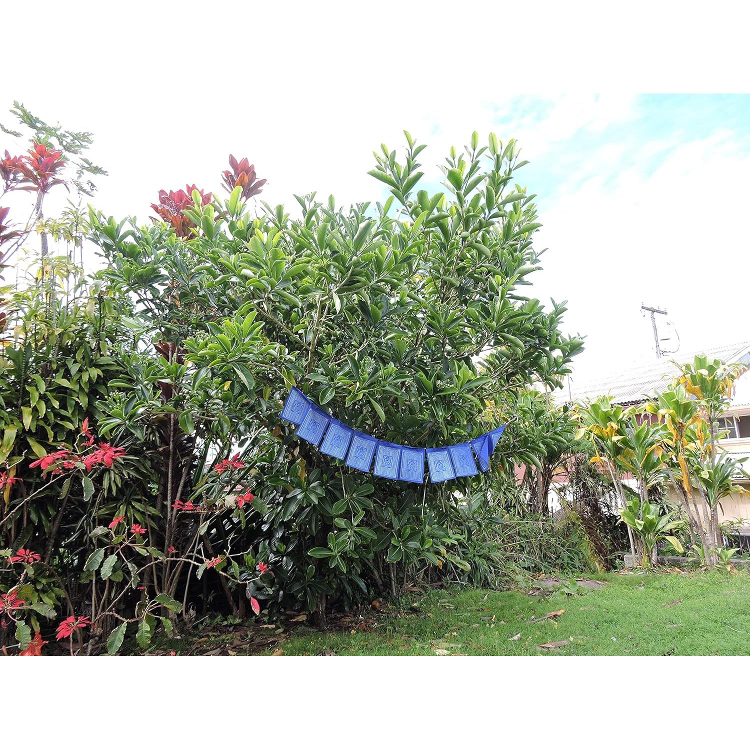 Banderas de Oración del Buda de Medicina Tibetanas 20x20cm