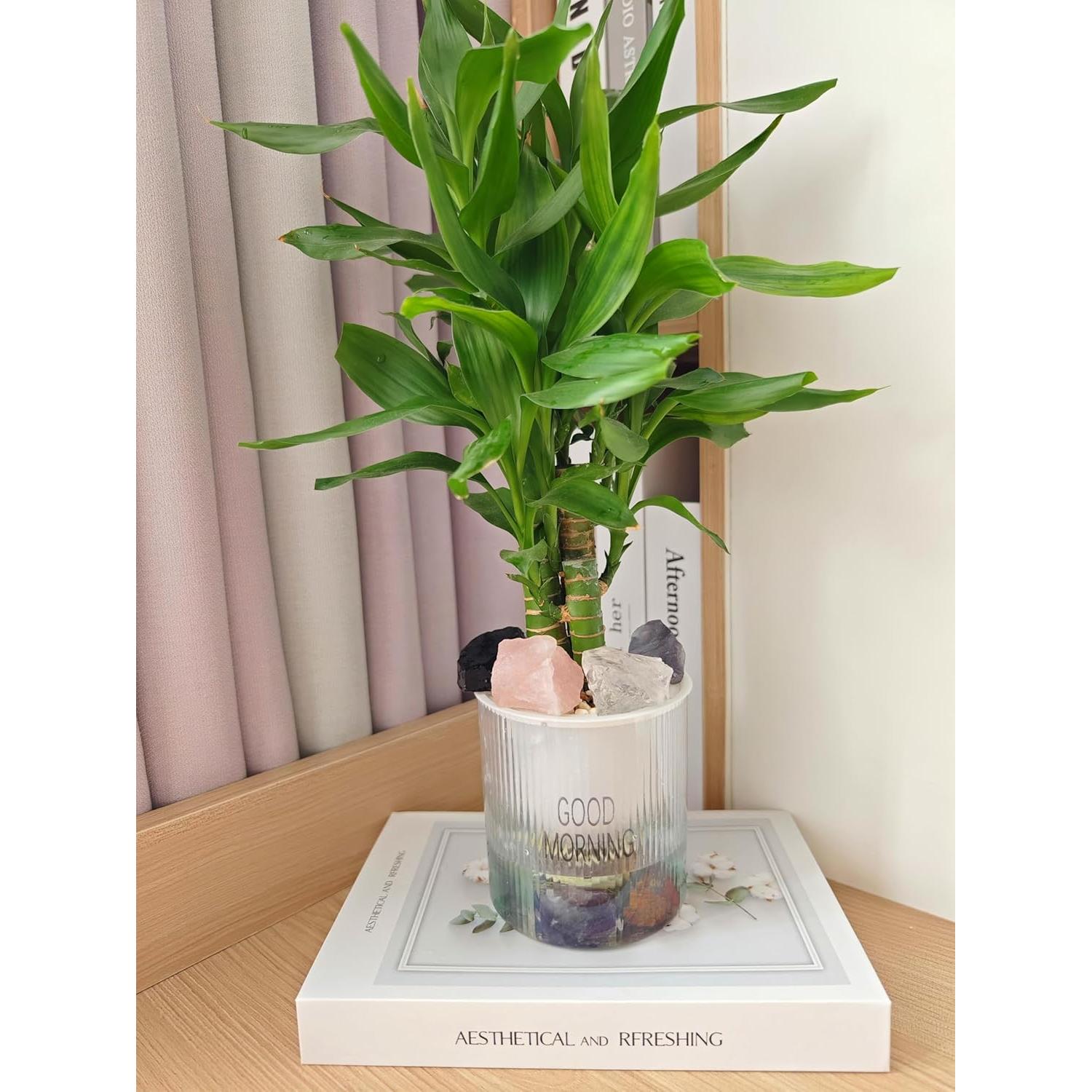 Cristales Crudos Mixtos Luckeeper 1 lb para Meditación y Reiki