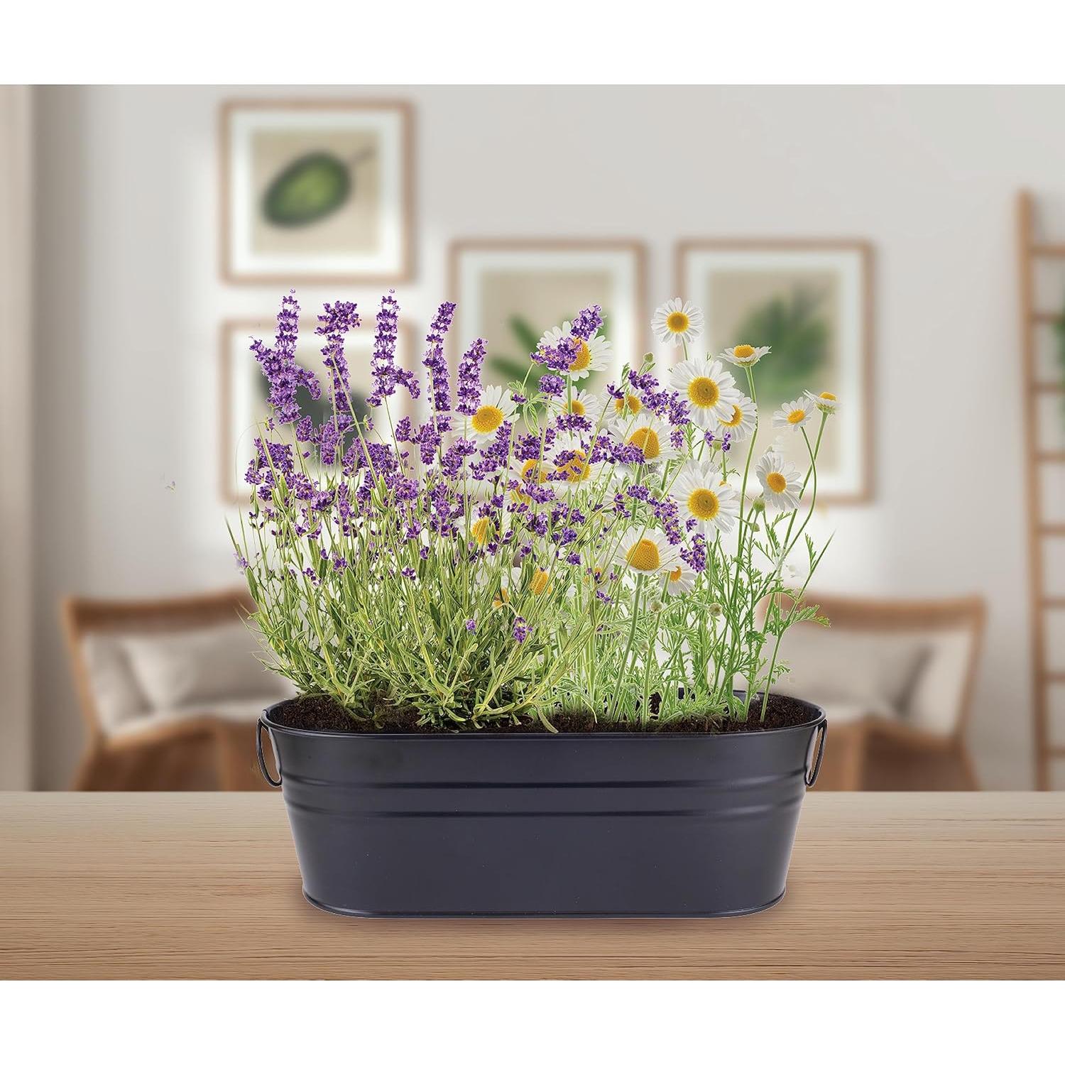 Kit de Jardín Zen Buzzy - Semillas de Manzanilla y Lavanda