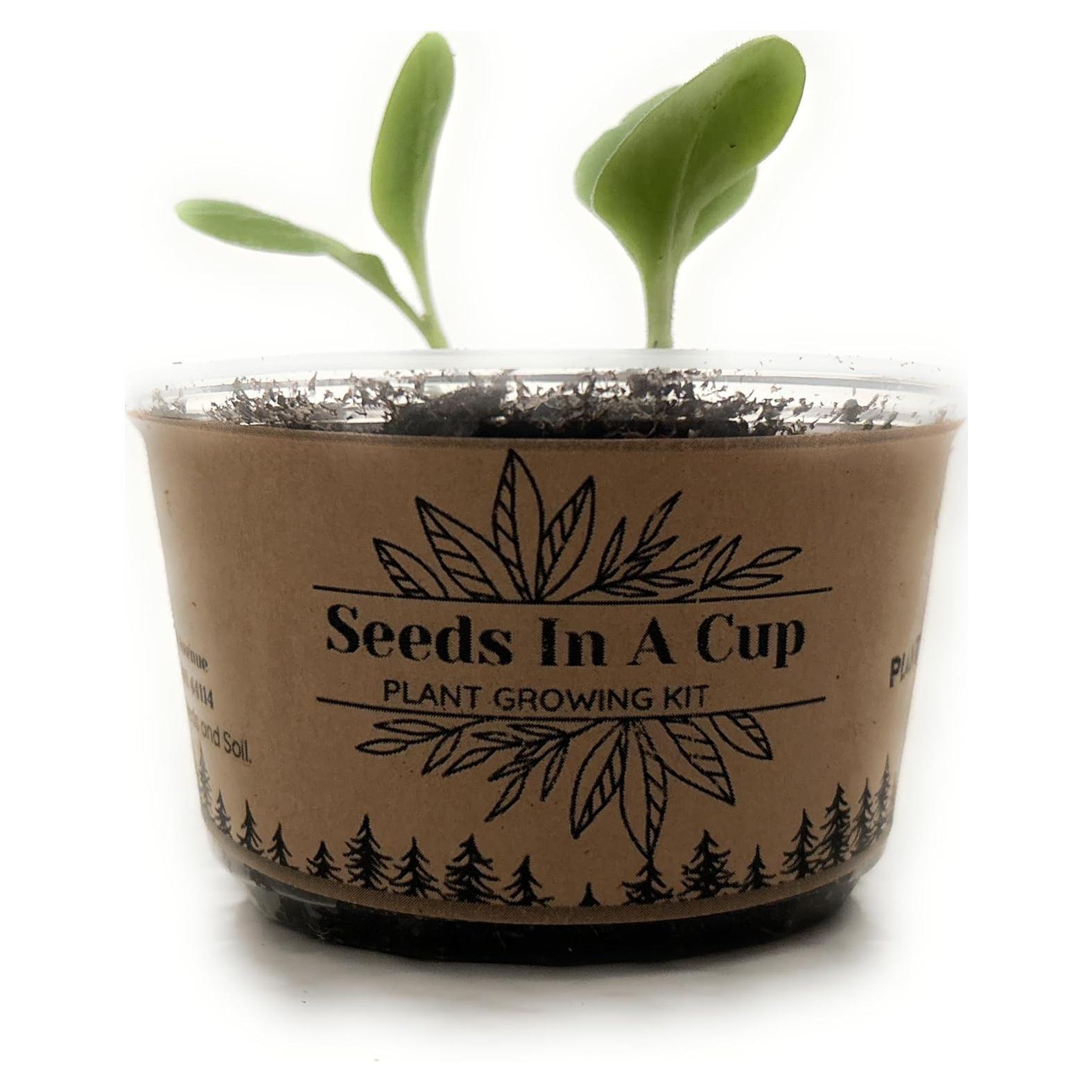 Kit de Crecimiento de Plantas de Lavanda - kb discount