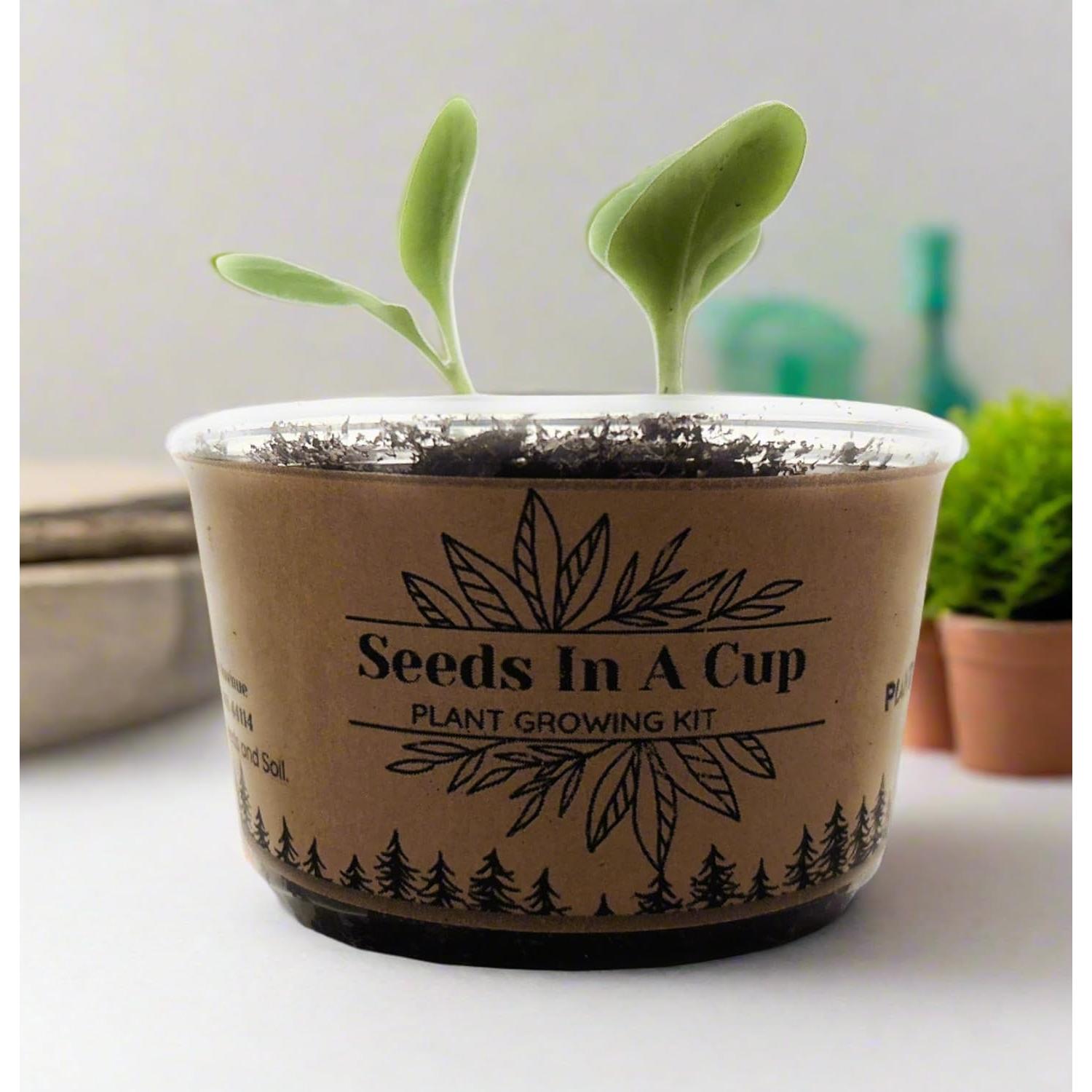 Kit de Crecimiento de Plantas de Lavanda - kb discount