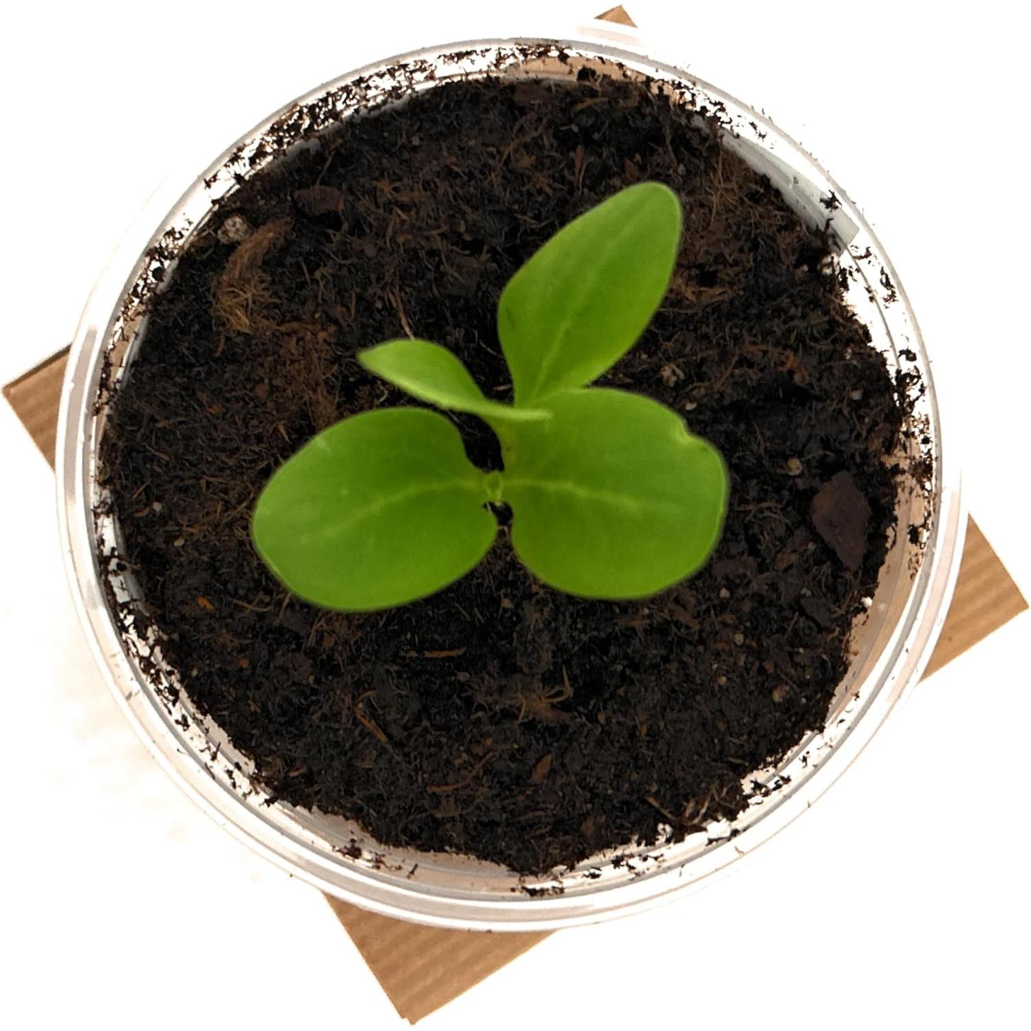 Kit de Crecimiento de Plantas de Lavanda - kb discount