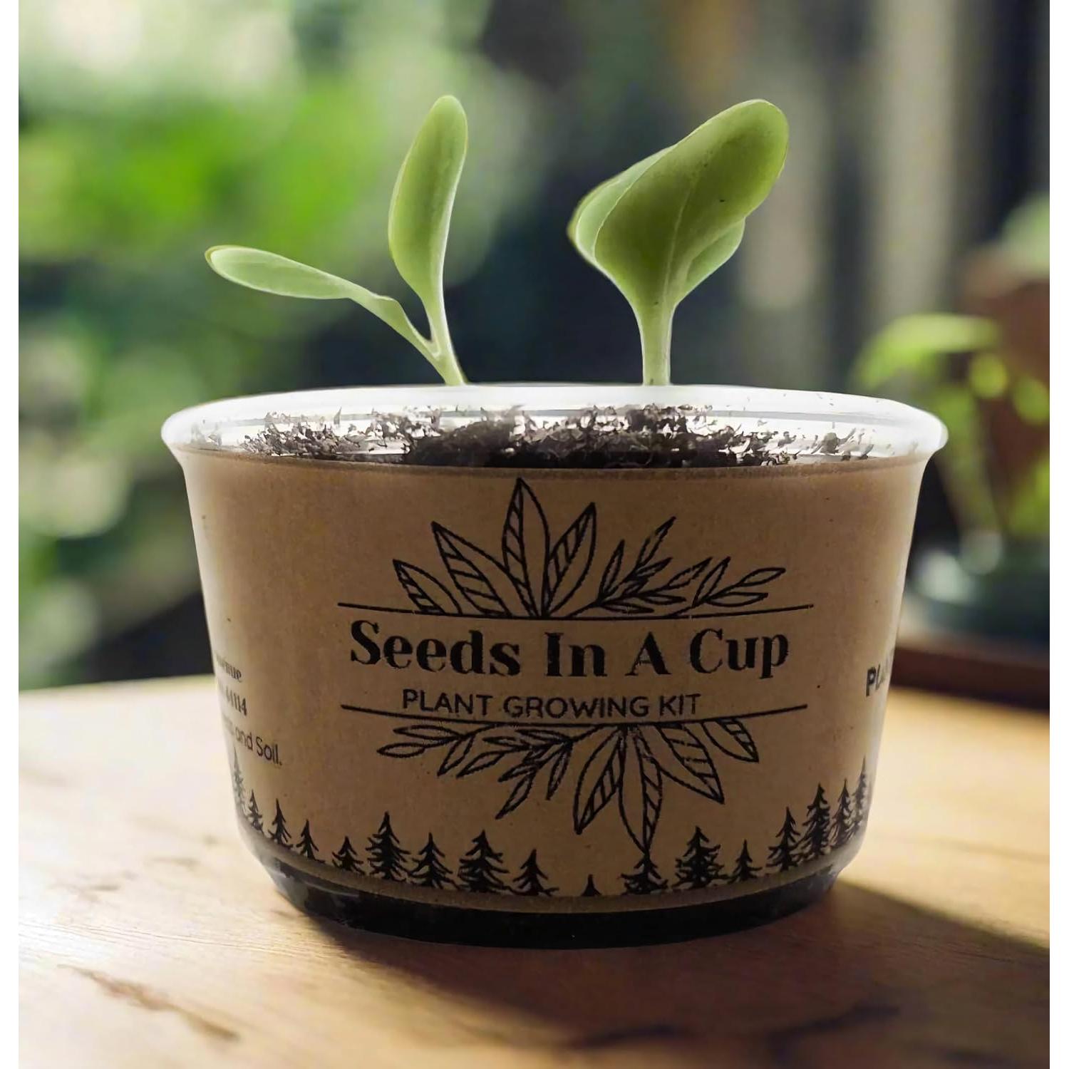 Kit de Crecimiento de Plantas de Lavanda - kb discount