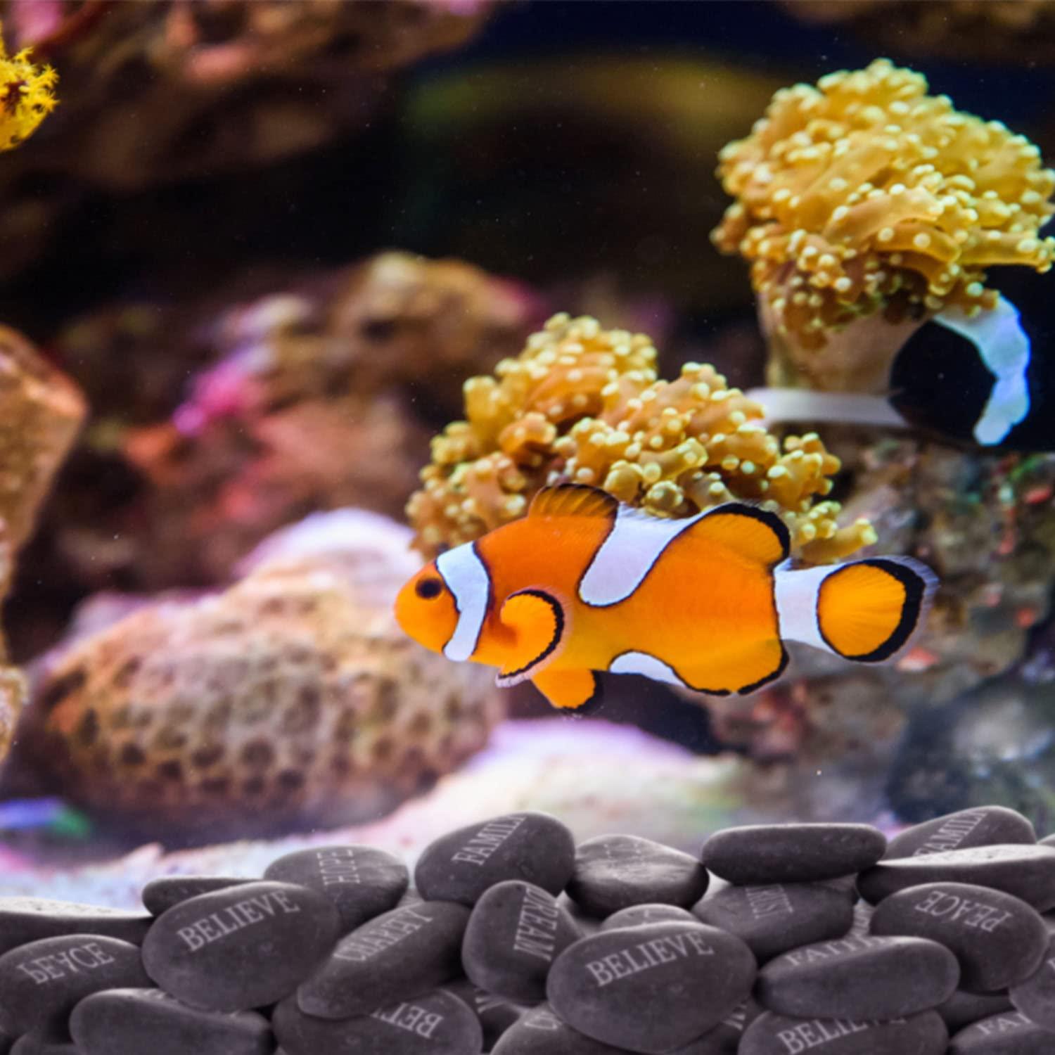 12 Piedras de Río Pulidas con Palabras Inspiradoras - OSPNIEEK