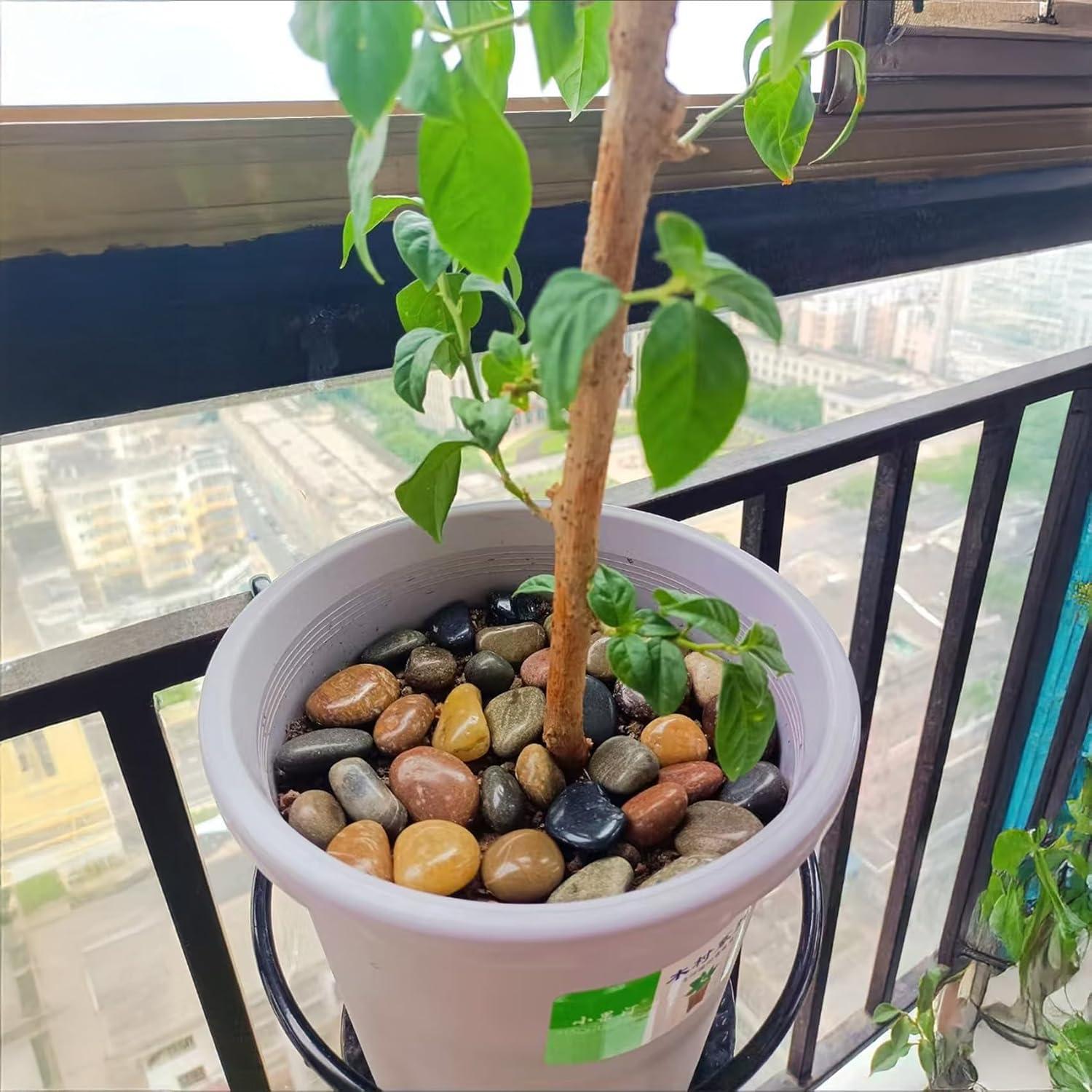 Piedras de Río Naturales 4.5 kg 2-3 Pulgadas para Jardín