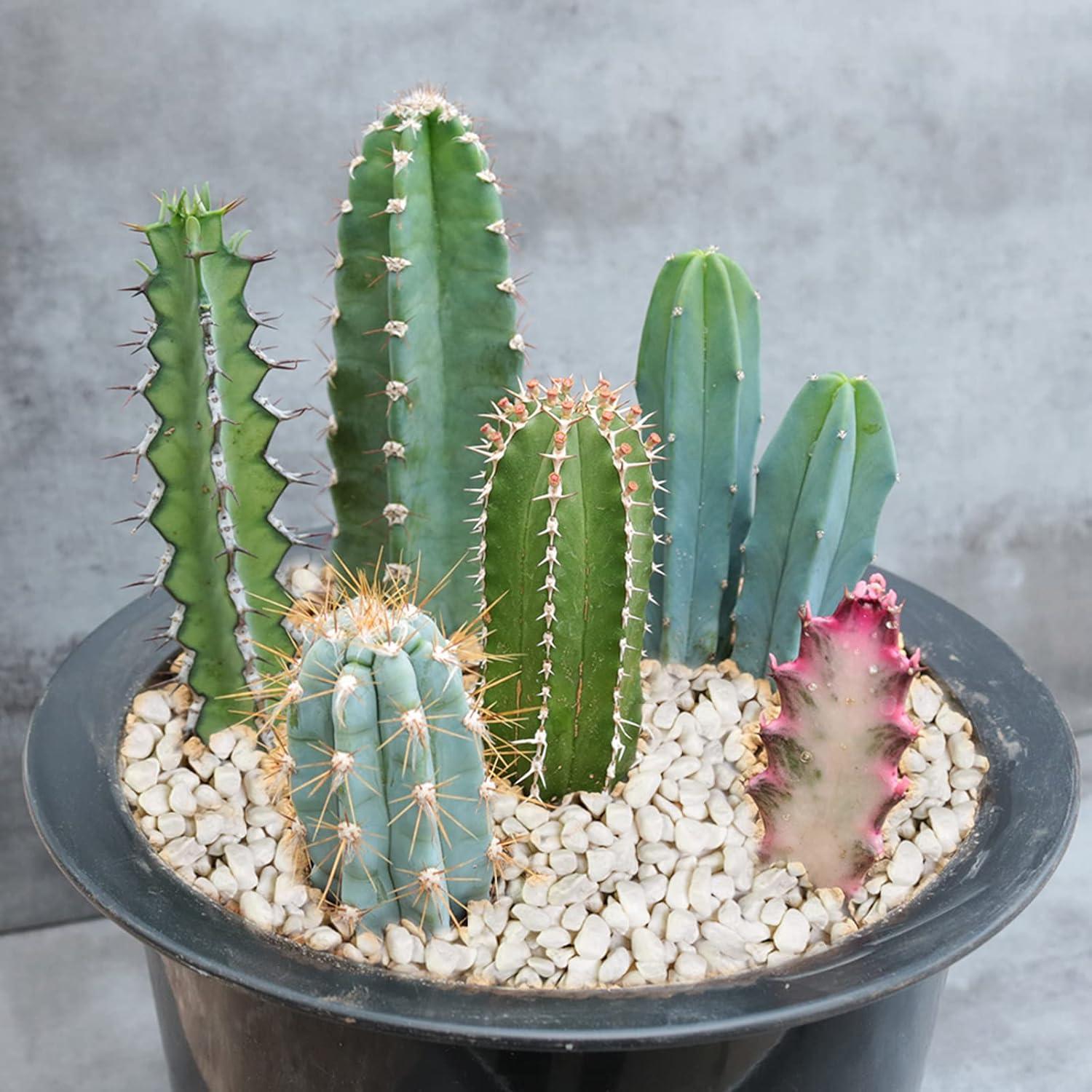 Gravillas Decorativas Blancas 1.12 kg para Terrarios y Jardines