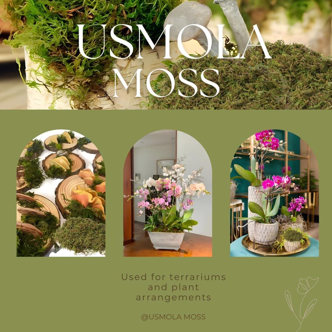 Musgo Falso USMOLA 4OZ Verde Fresco para Decoración y Manualidades