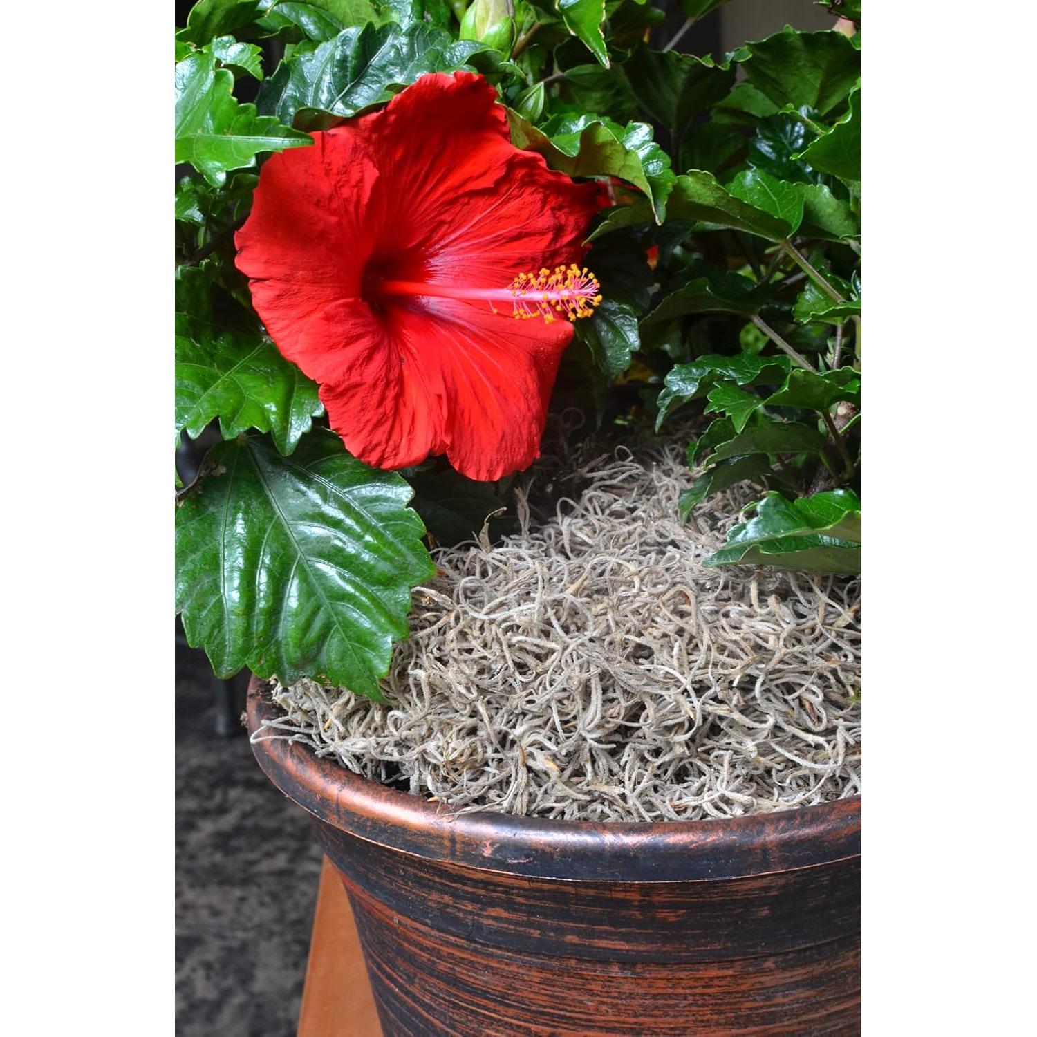 Musgo Español Mosser Lee ML0560 250 cm³ Natural Decorativo