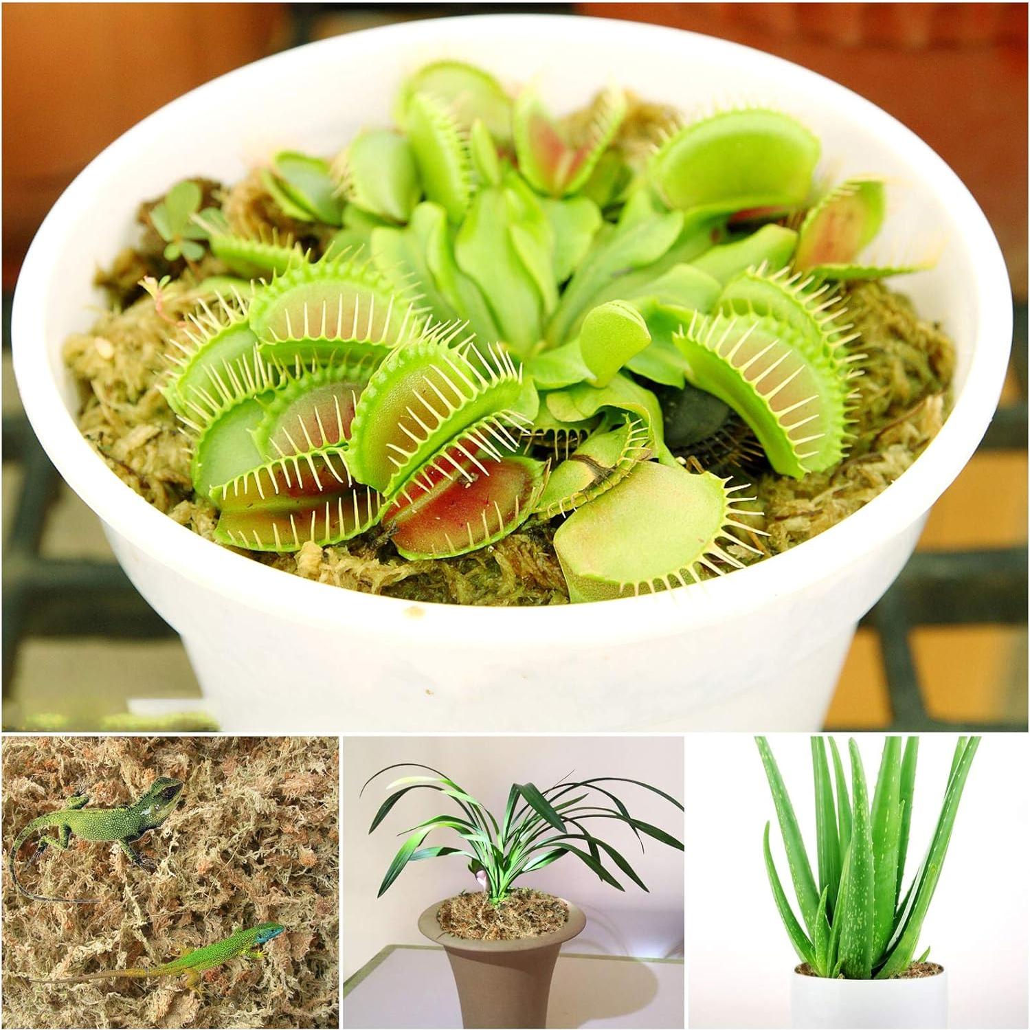 Musgo Sphagnum Premium Legigo 4 QT - Medio para Plantas