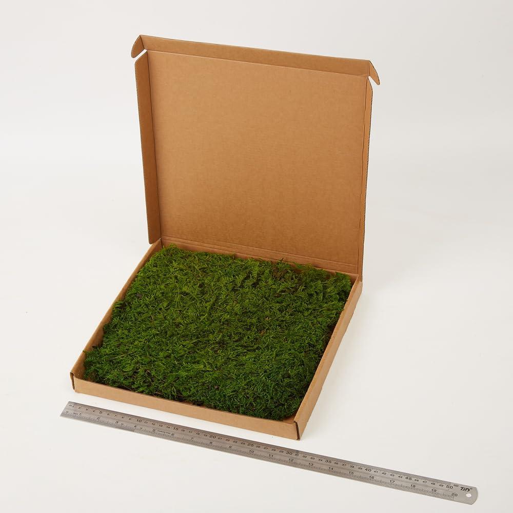 Musgo Preservado Verde Natural SZYD 2 Pies Cuadrados Decorativo