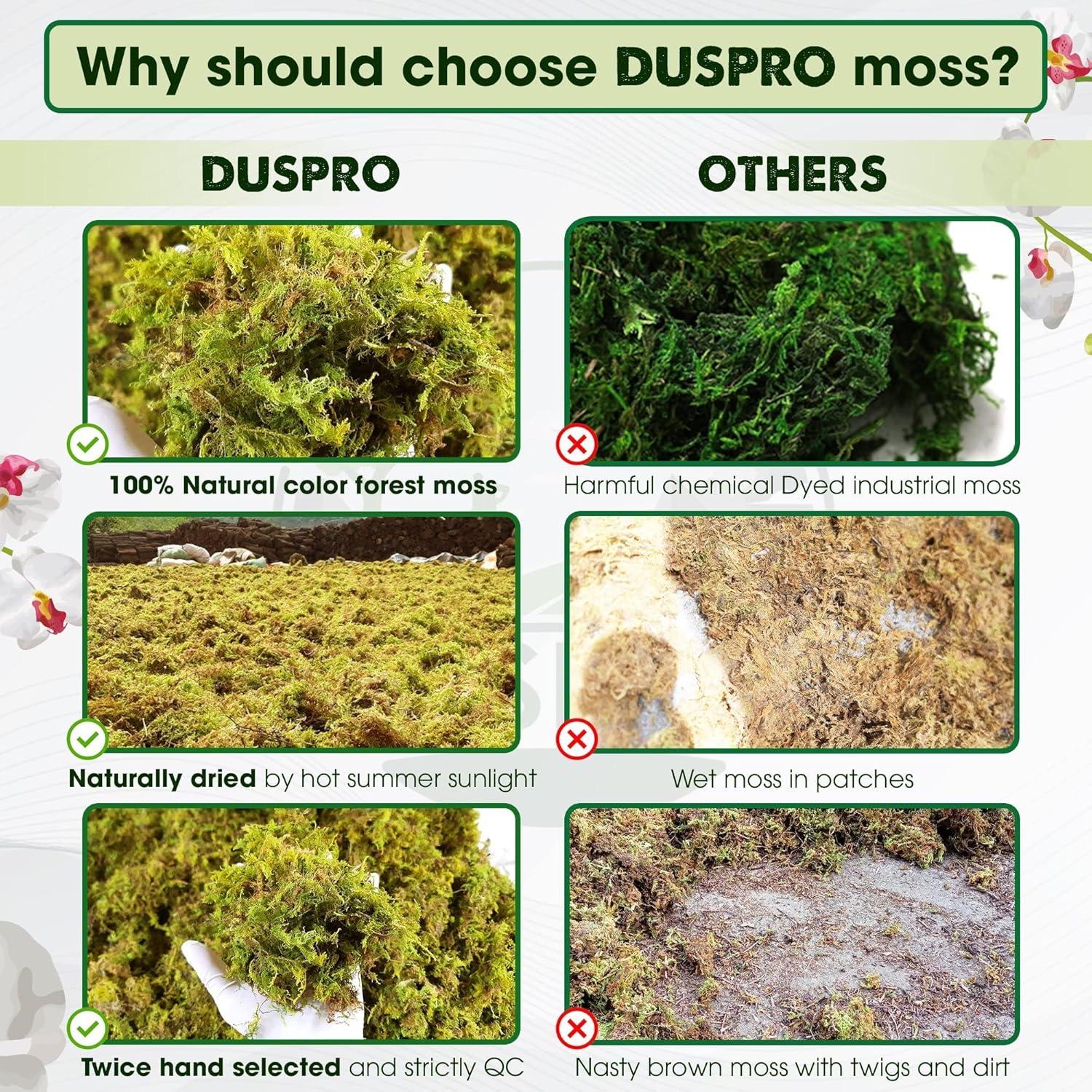 Musgo Seco Natural DUSPRO para Plantas - 140g Sphagnum