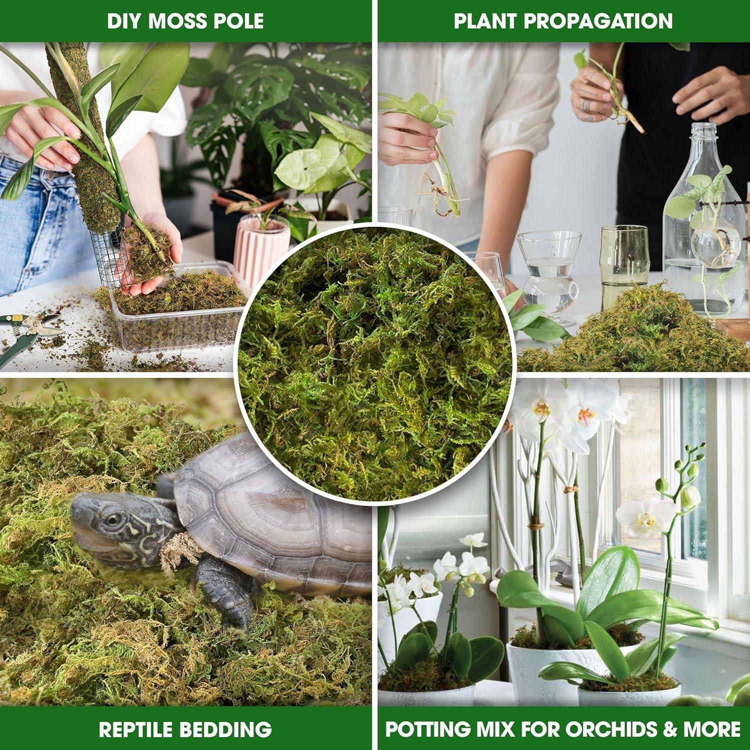 Musgo Seco Natural DUSPRO para Plantas - 140g Sphagnum