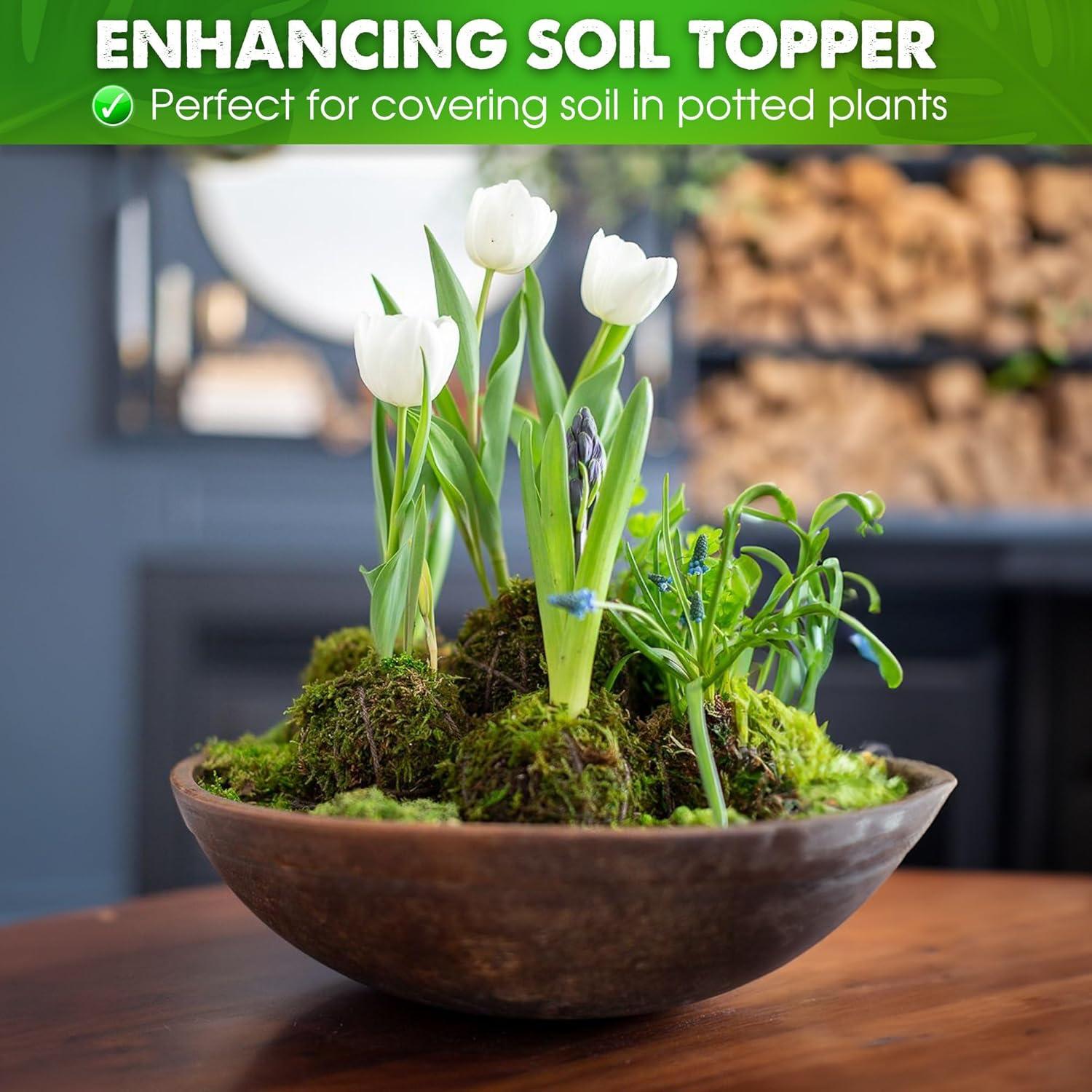 Musgo Seco Natural DUSPRO para Plantas - 140g Sphagnum