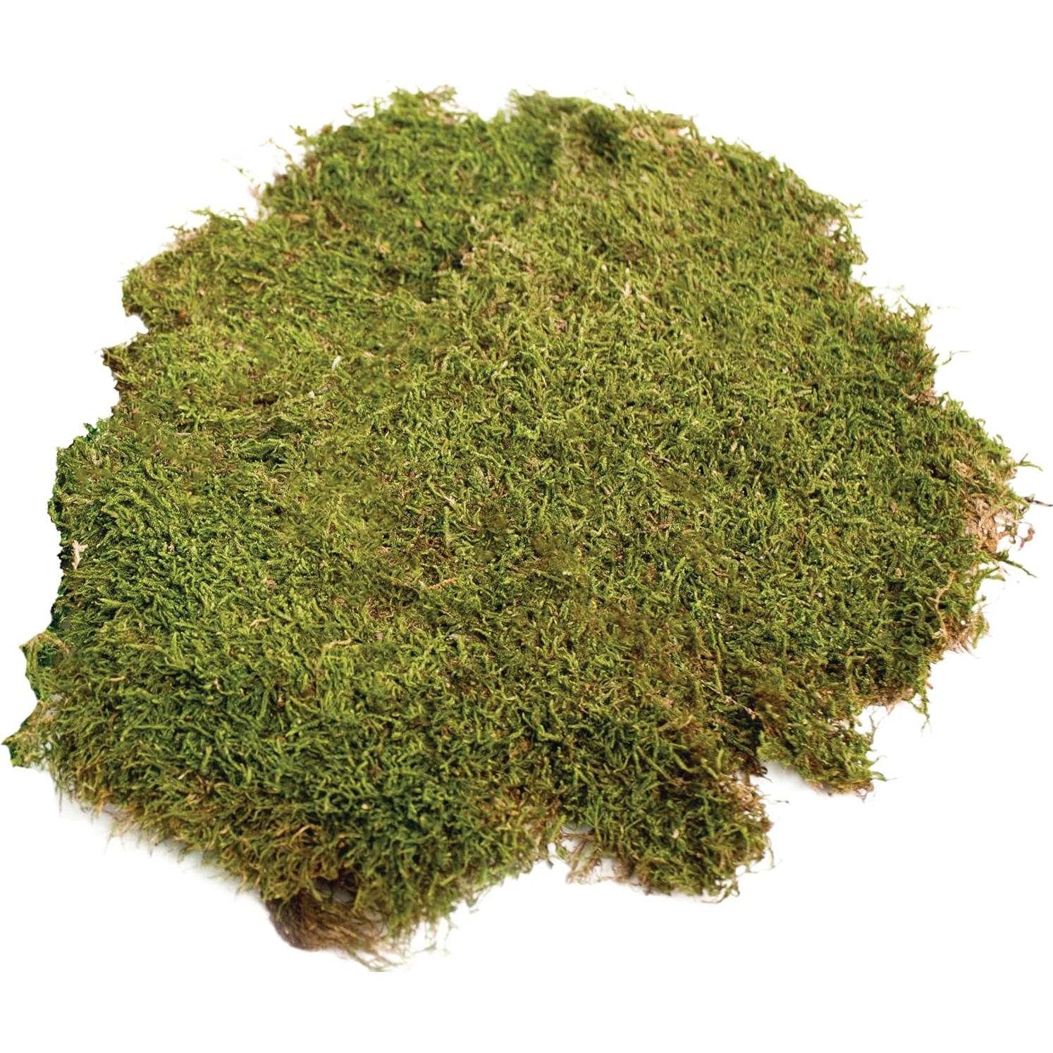 Musgo en Hoja Seco Natural 227g SuperMoss para Decoración