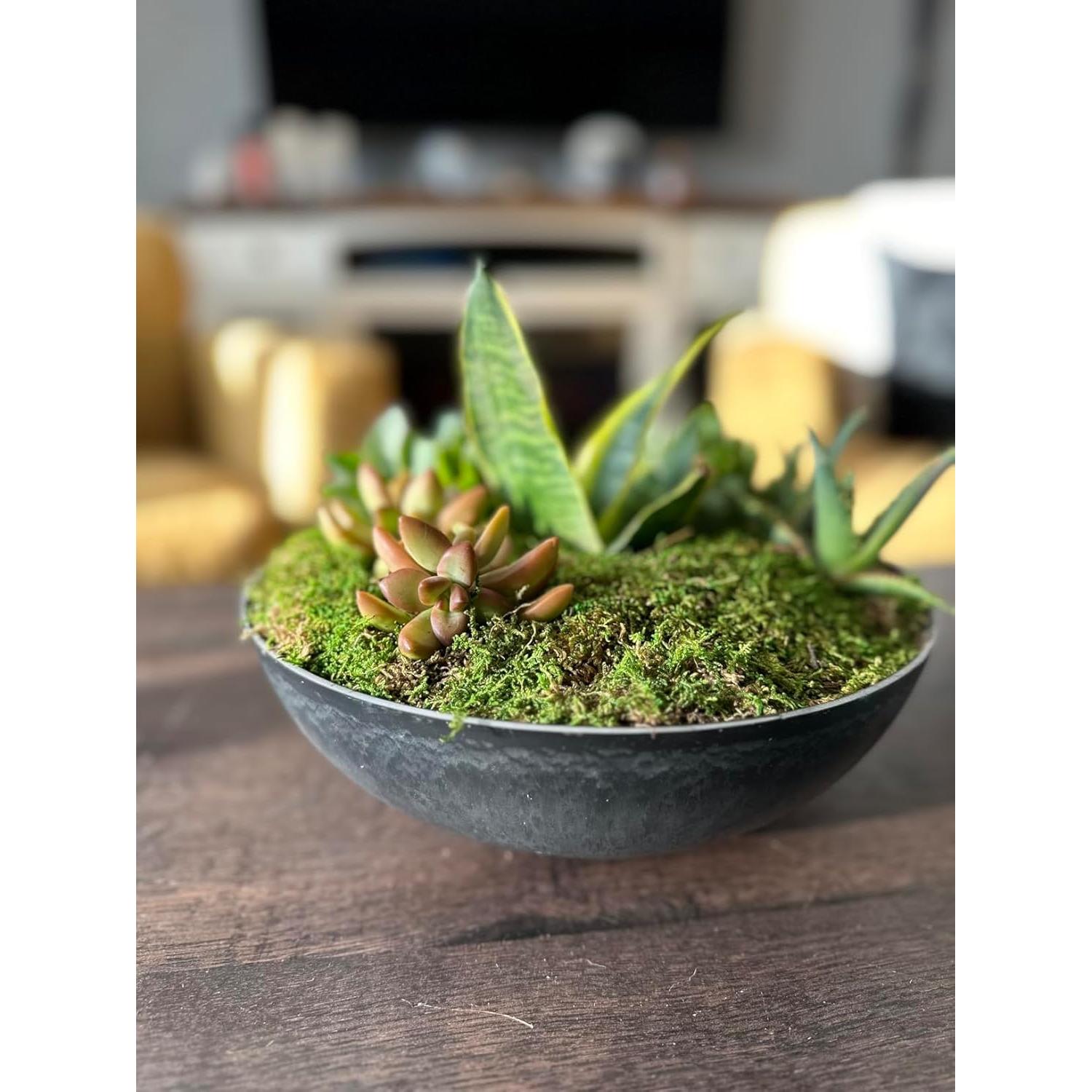 Musgo en Hoja Seco Natural 227g SuperMoss para Decoración