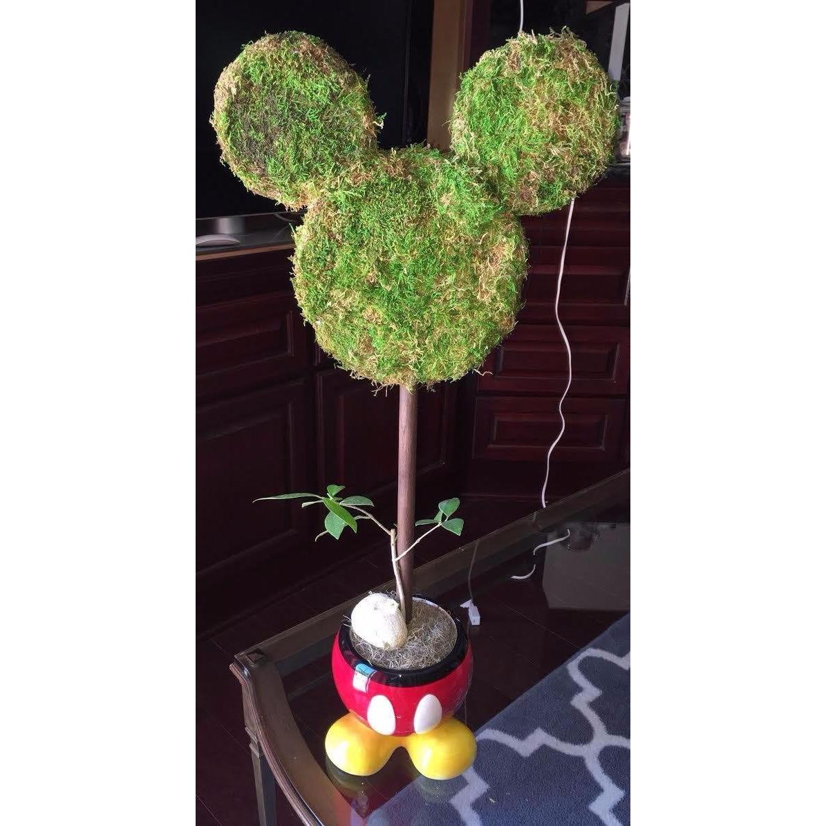 Musgo en Hoja Seco Natural 227g SuperMoss para Decoración