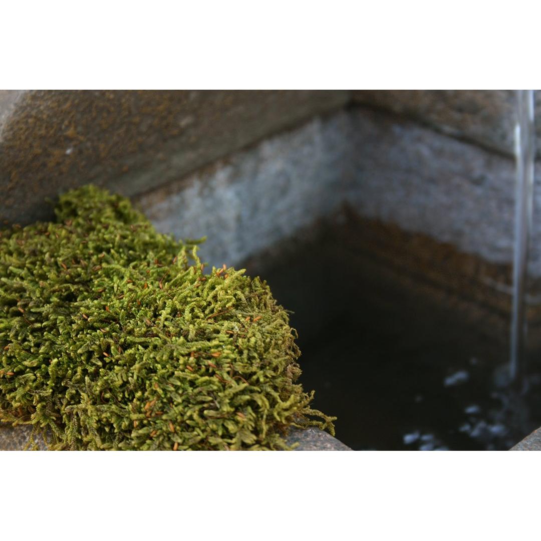 Musgo en Hoja Seco Natural 227g SuperMoss para Decoración