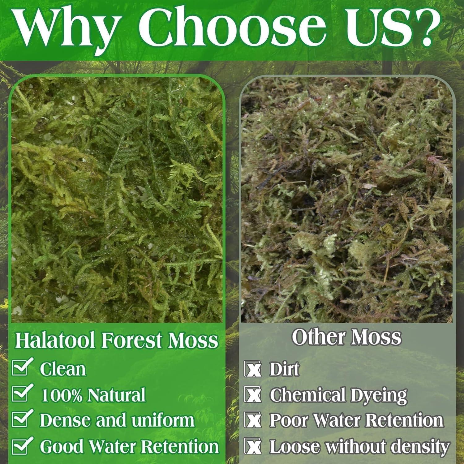 Musgo Verde Natural Halatool 170g para Plantas de Interior