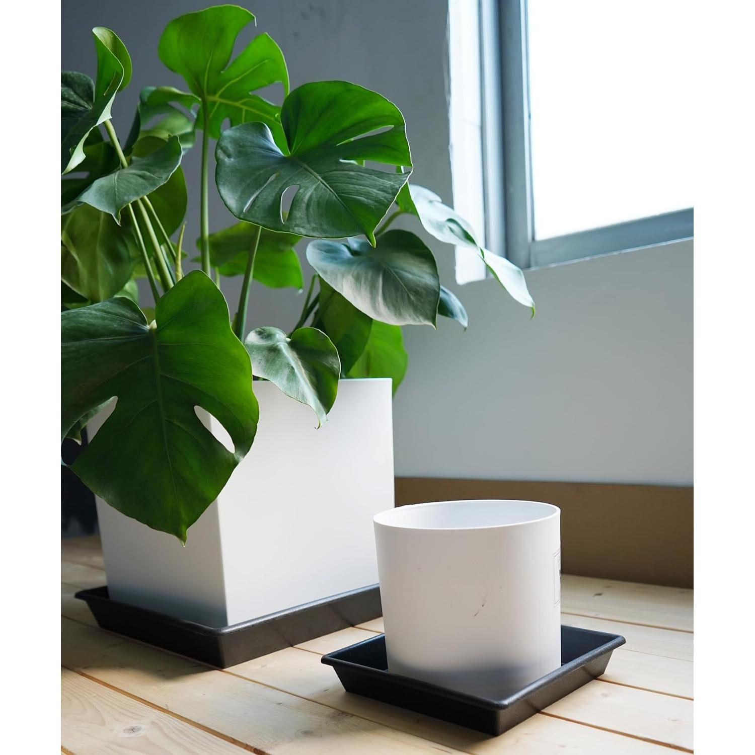 Plato Cuadrado para Plantas 15 cm NIMYAU - Paquete de 5