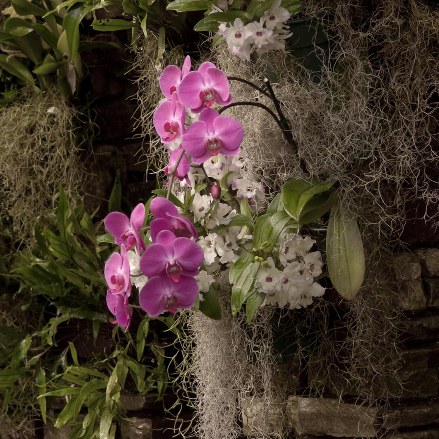 Musgo Español Natural Mossify 75g - Ideal para Jardinería y Manualidades