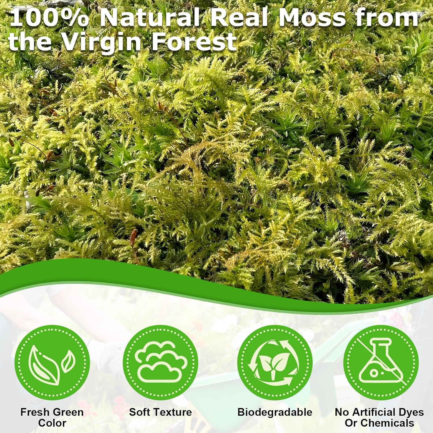 Musgo Verde Natural Legigo 99.22 g para Manualidades DIY