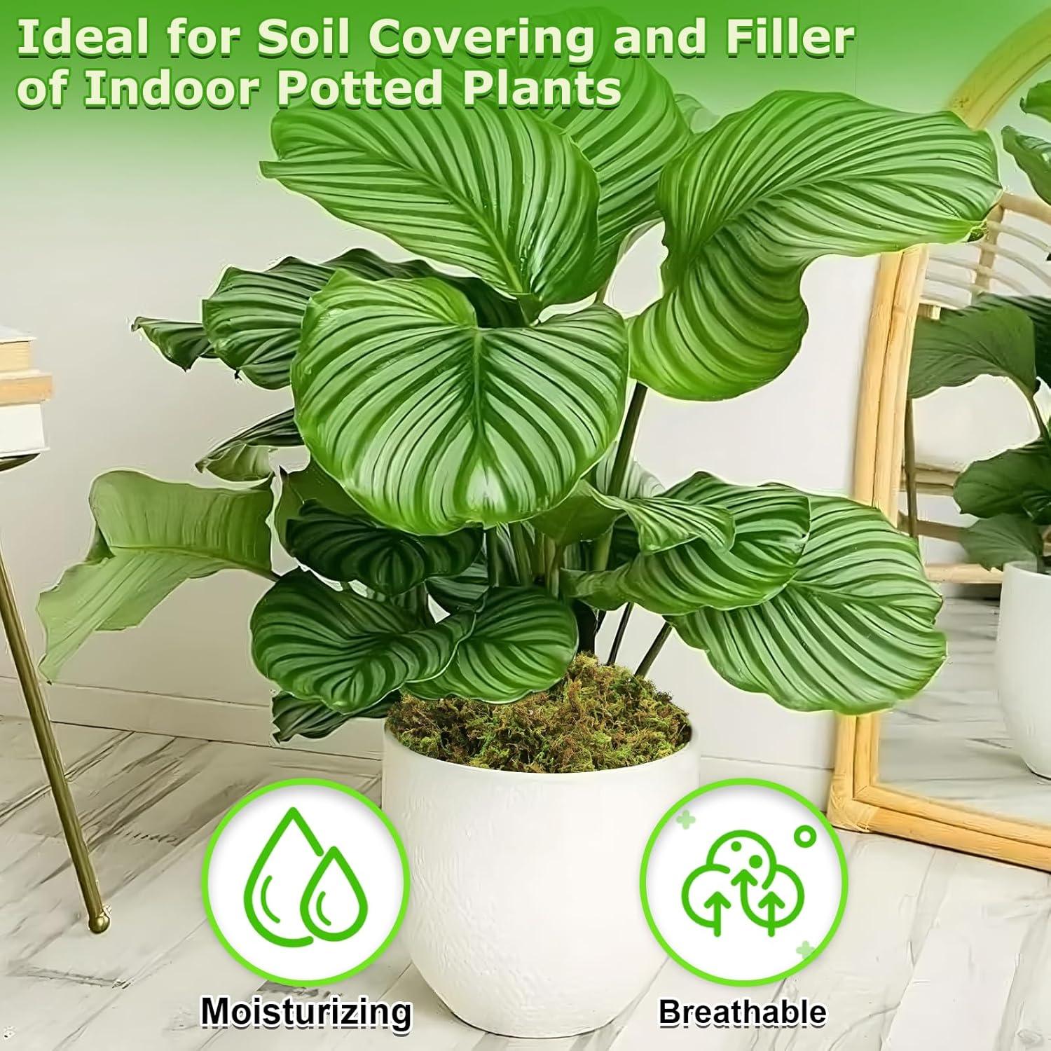 Musgo Verde Natural Legigo 99.22 g para Manualidades DIY