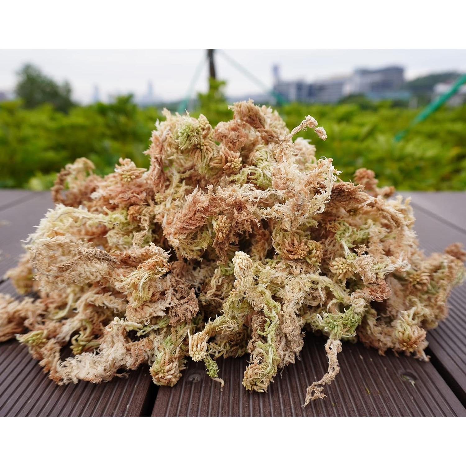 Musgo Sphagnum Natural Kapecute 141.75g para Plantas