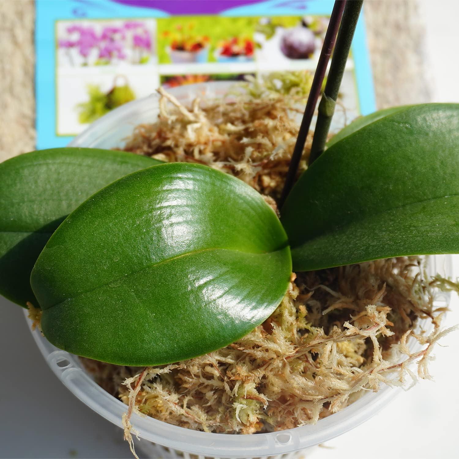 Musgo Sphagnum Natural Kapecute 141.75g para Plantas