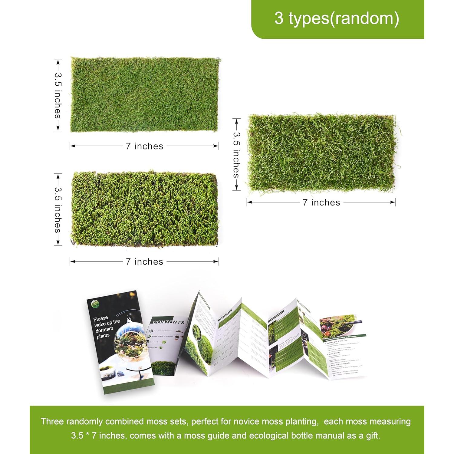 Musgo Vivo Natural LUCKYRUNES - Paquete de 3 Hojas 8.9x17.8cm