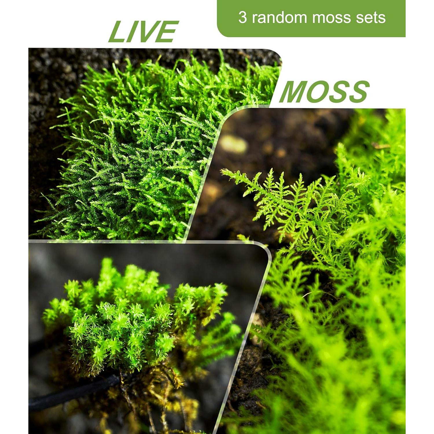 Musgo Vivo Natural LUCKYRUNES - Paquete de 3 Hojas 8.9x17.8cm