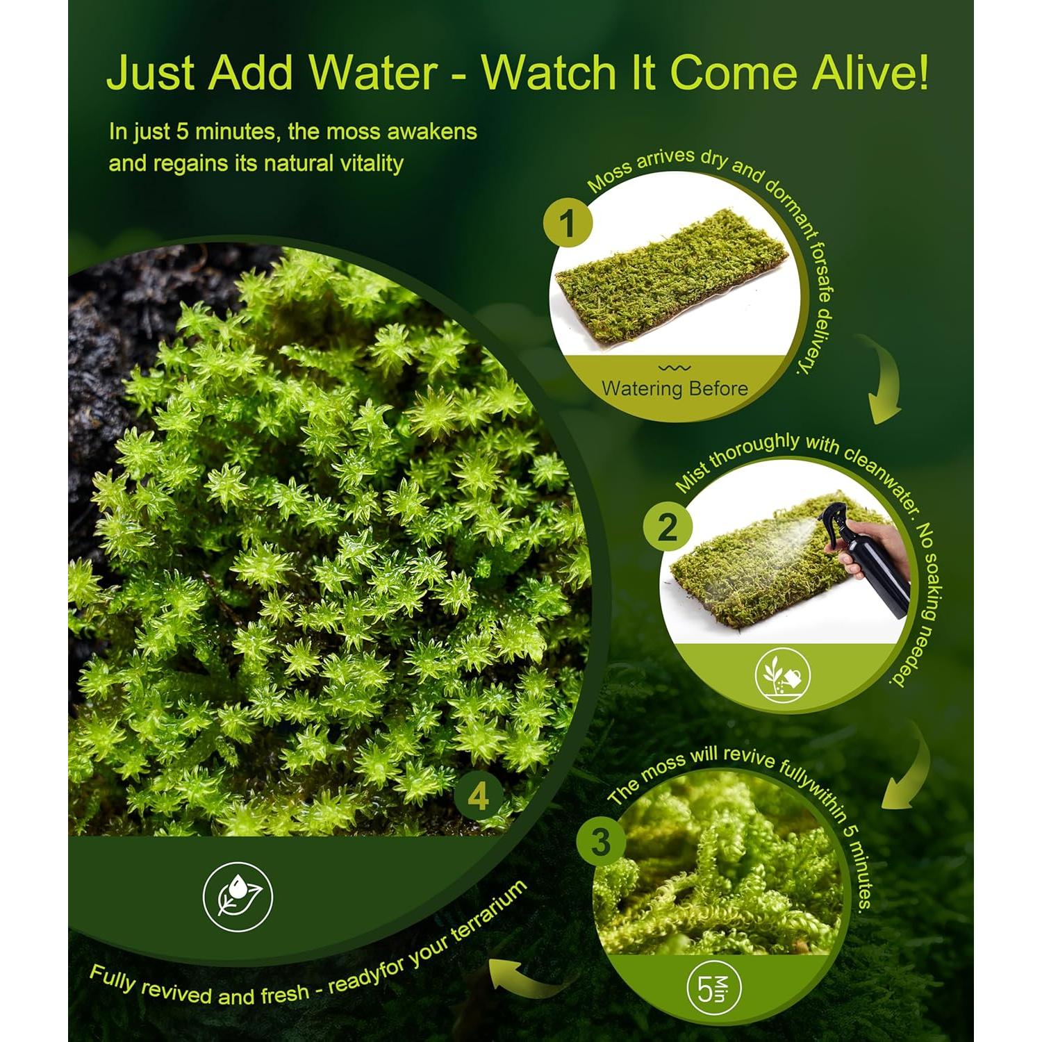 Musgo Vivo Natural LUCKYRUNES - Paquete de 3 Hojas 8.9x17.8cm