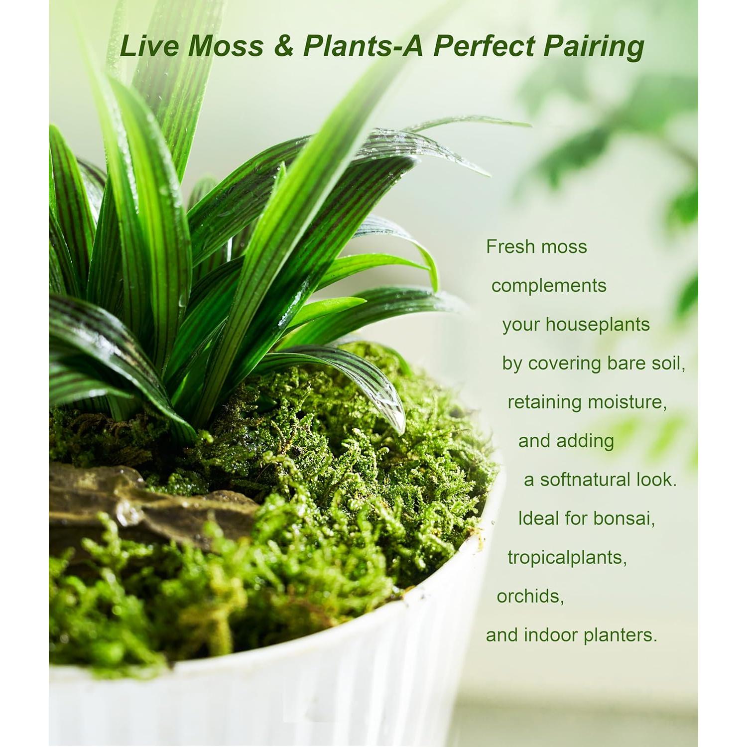 Musgo Vivo Natural LUCKYRUNES - Paquete de 3 Hojas 8.9x17.8cm