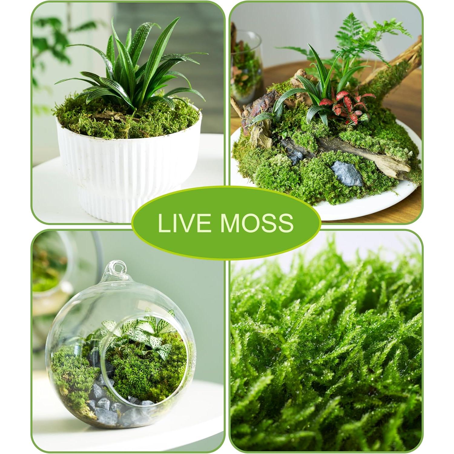 Musgo Vivo Natural LUCKYRUNES - Paquete de 3 Hojas 8.9x17.8cm
