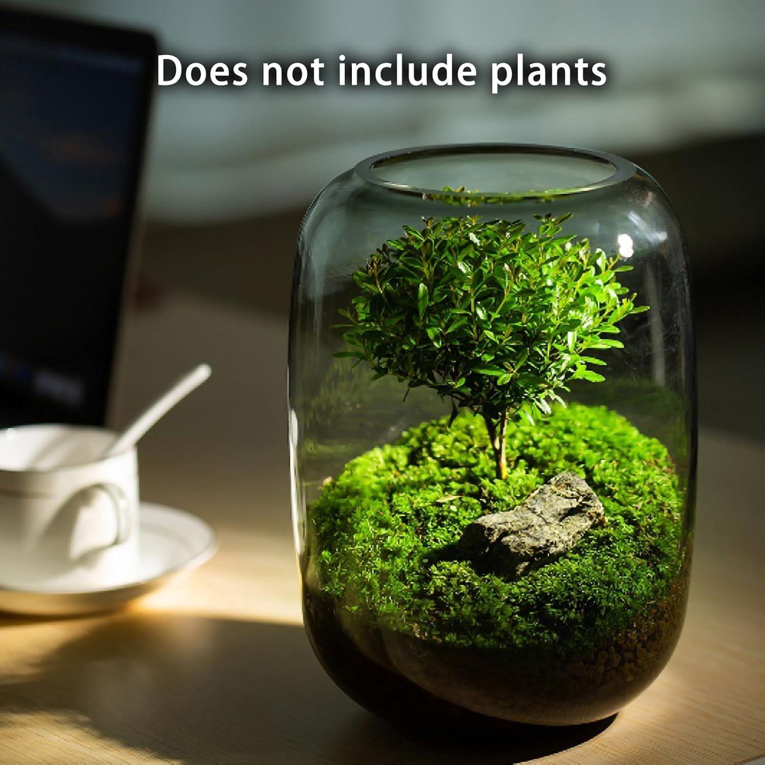 Terrario de Vidrio SARUFO 16cm x 22cm con Lámpara LED