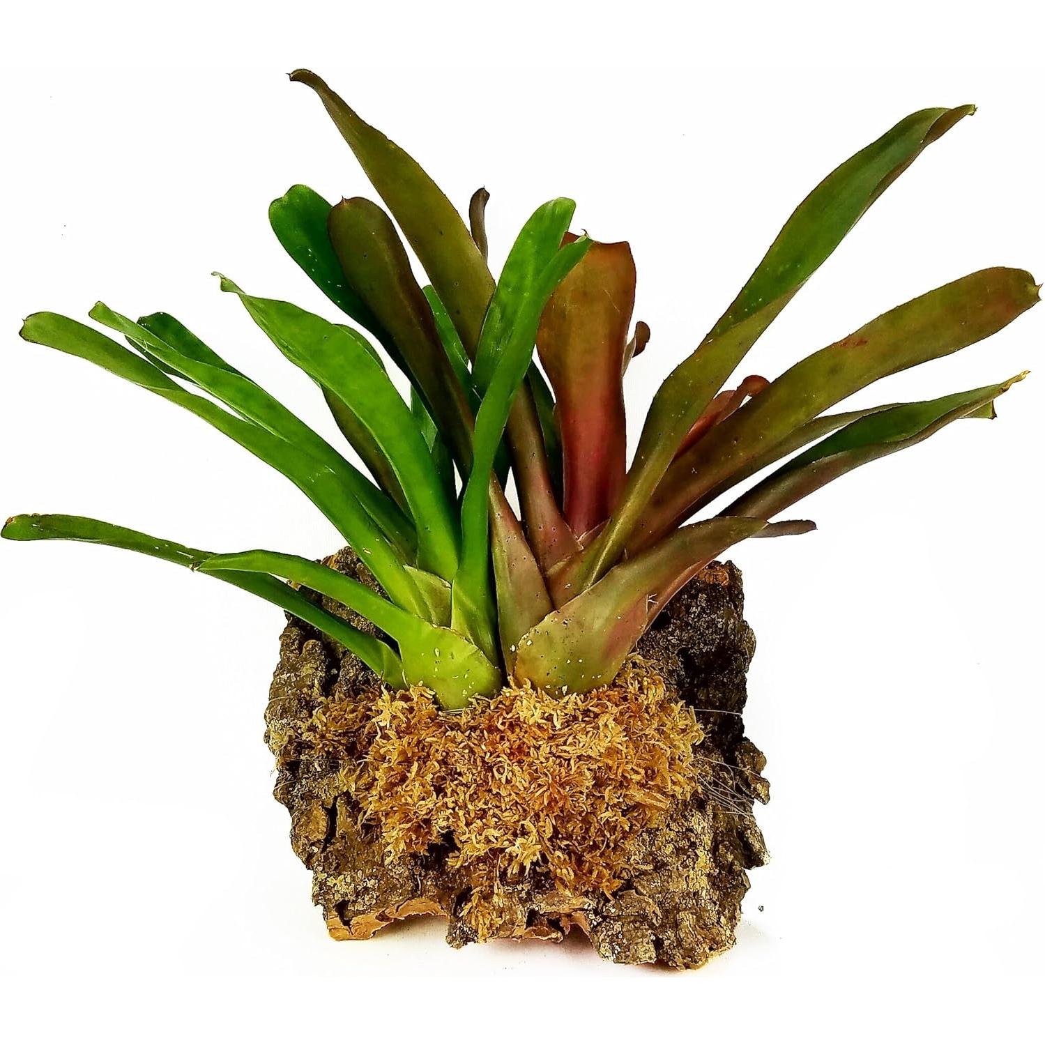 Musgo Sphagnum Natural Besgrow 1 kg - Cultivo de Orquídeas