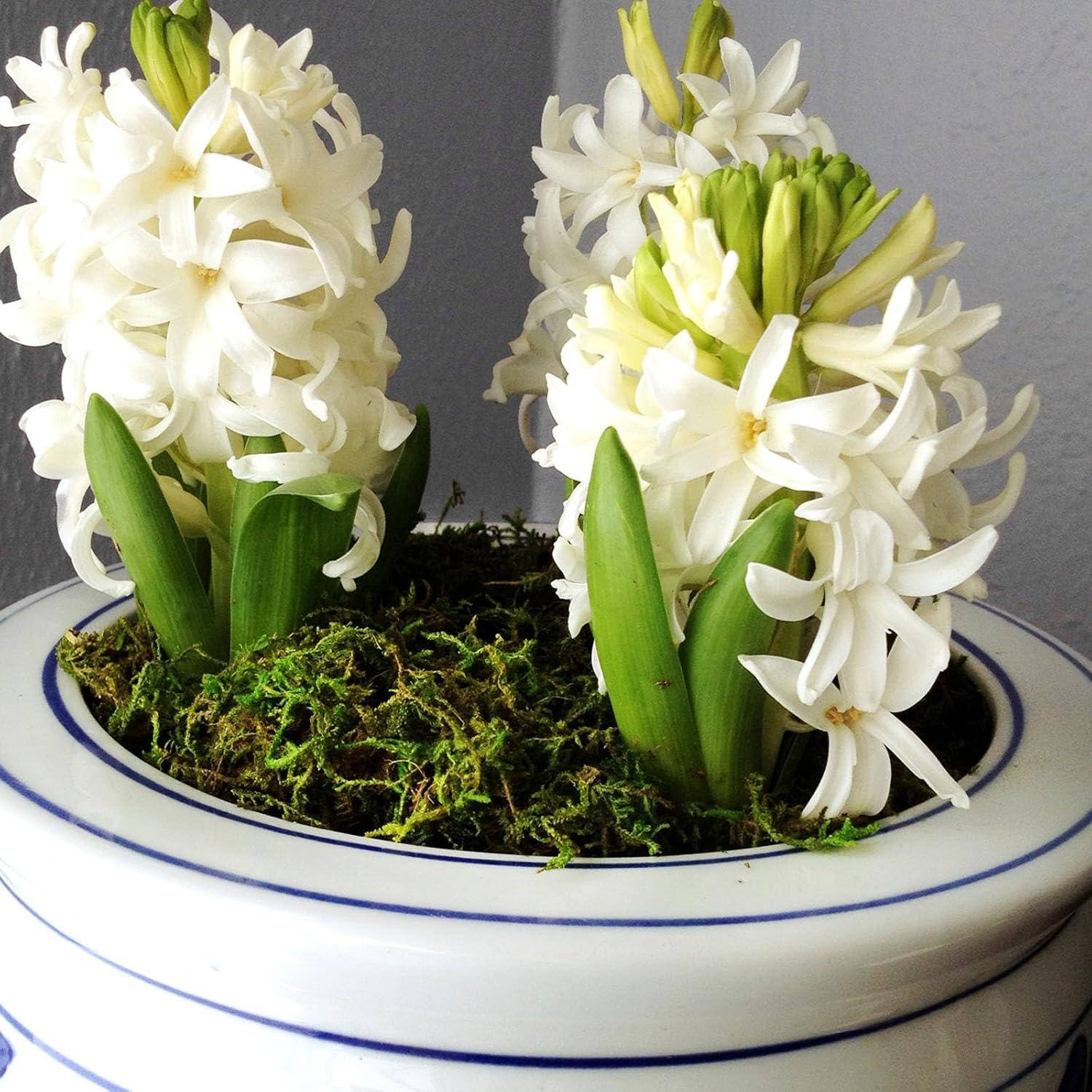 Musgo de Montaña SuperMoss 23801 Verde Fresco 1960 cm³