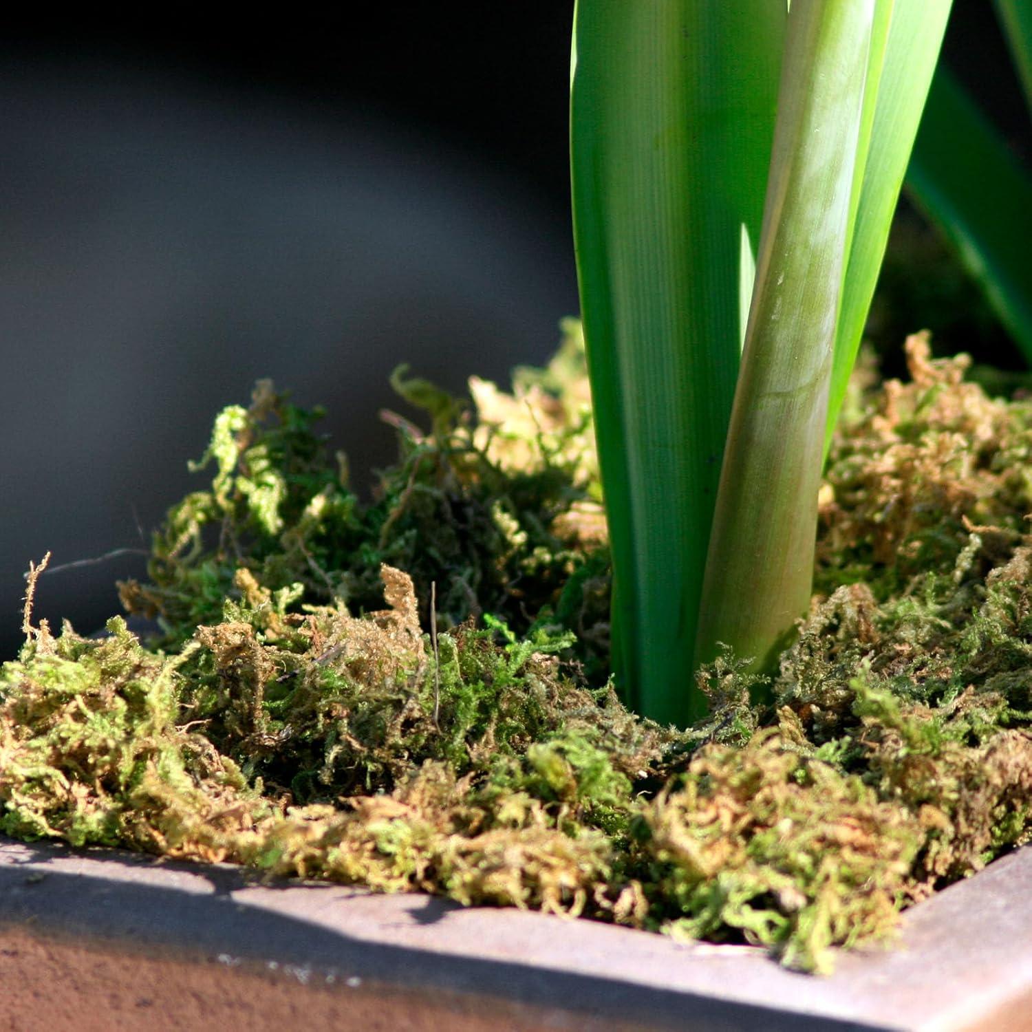 Musgo de Montaña SuperMoss 23801 Verde Fresco 1960 cm³