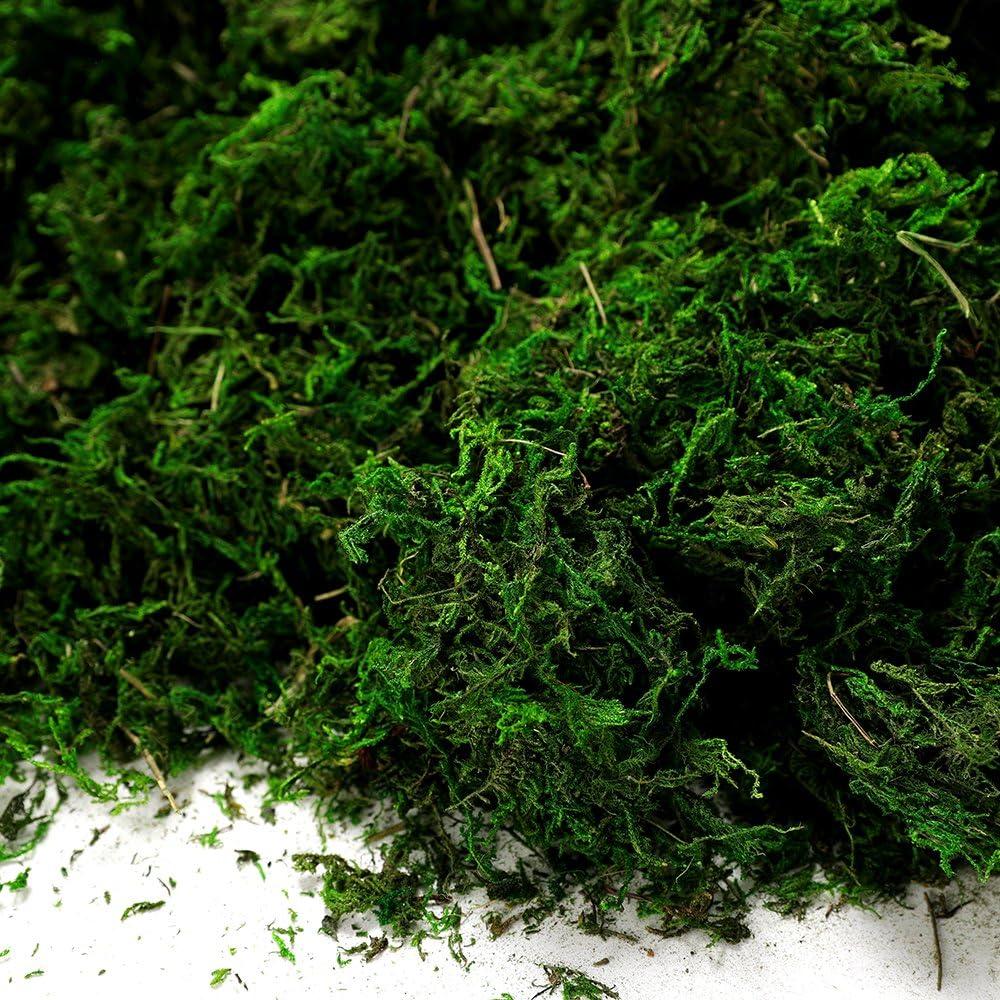 Musgo Conservado Byher 92926 Verde Fresco 450 g