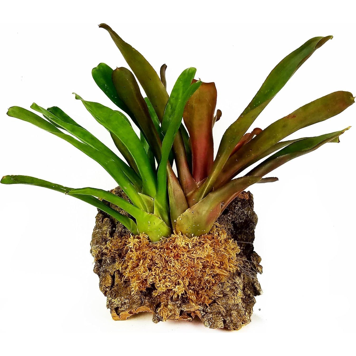 Musgo Sphagnum Premium Besgrow 100g - Ideal para Orquídeas