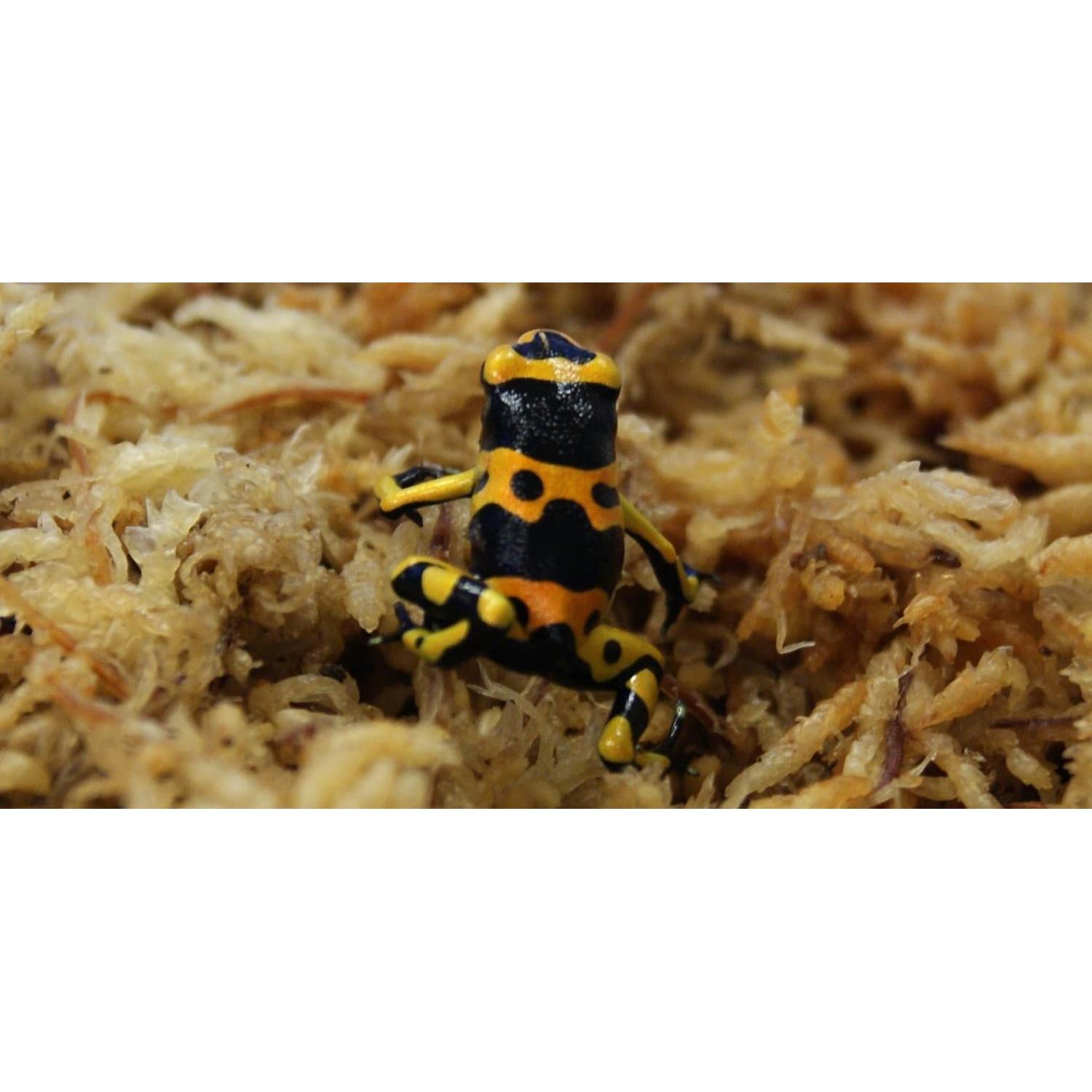 Musgo Sphagnum Premium Besgrow 100g - Ideal para Orquídeas