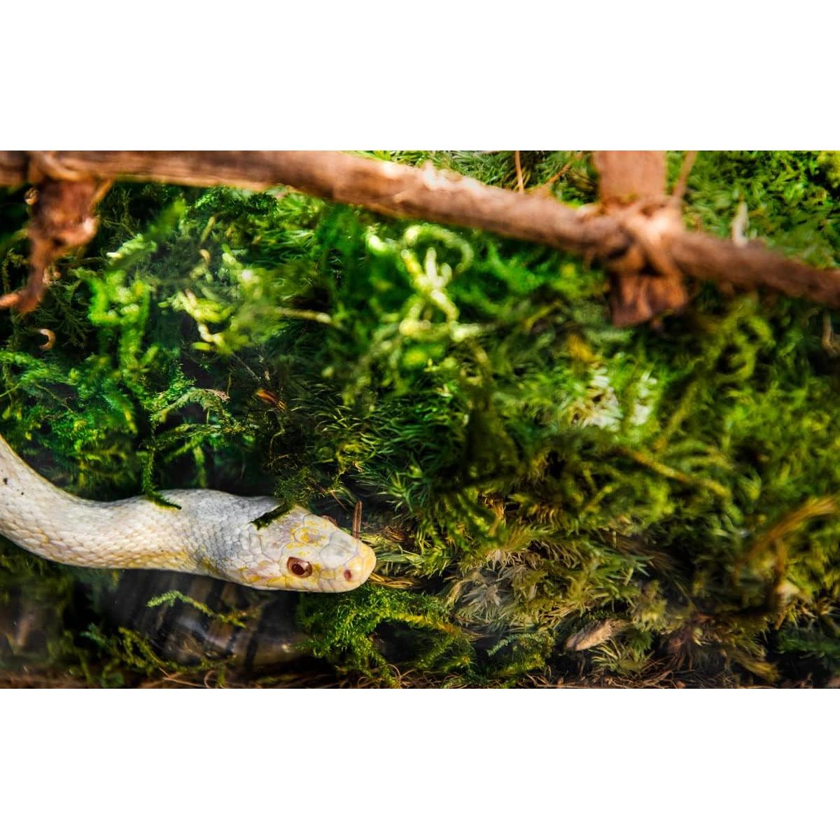 Musgo Sphagnum Verde Galápagos 4QT para Terrario