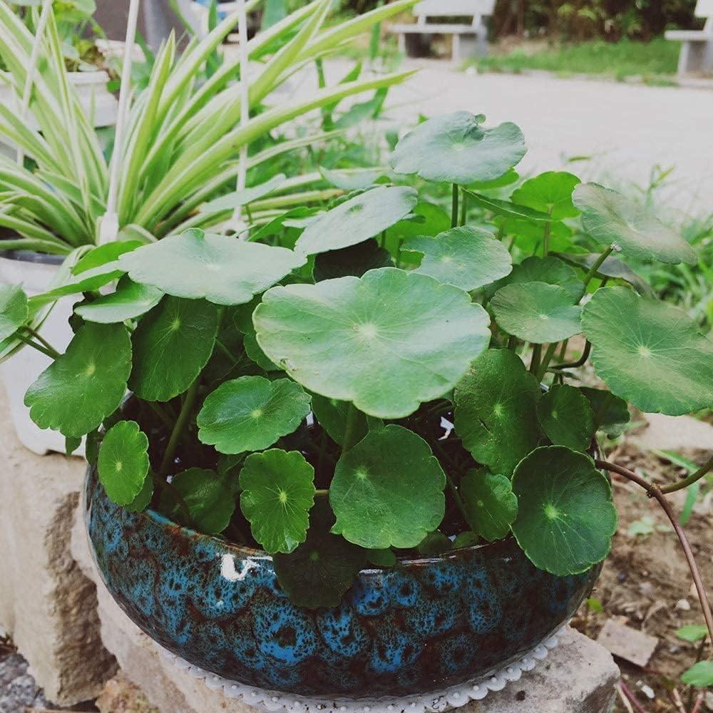 Maceta Hidropónica Smowfes Loto Azul 15.24cm Decorativa