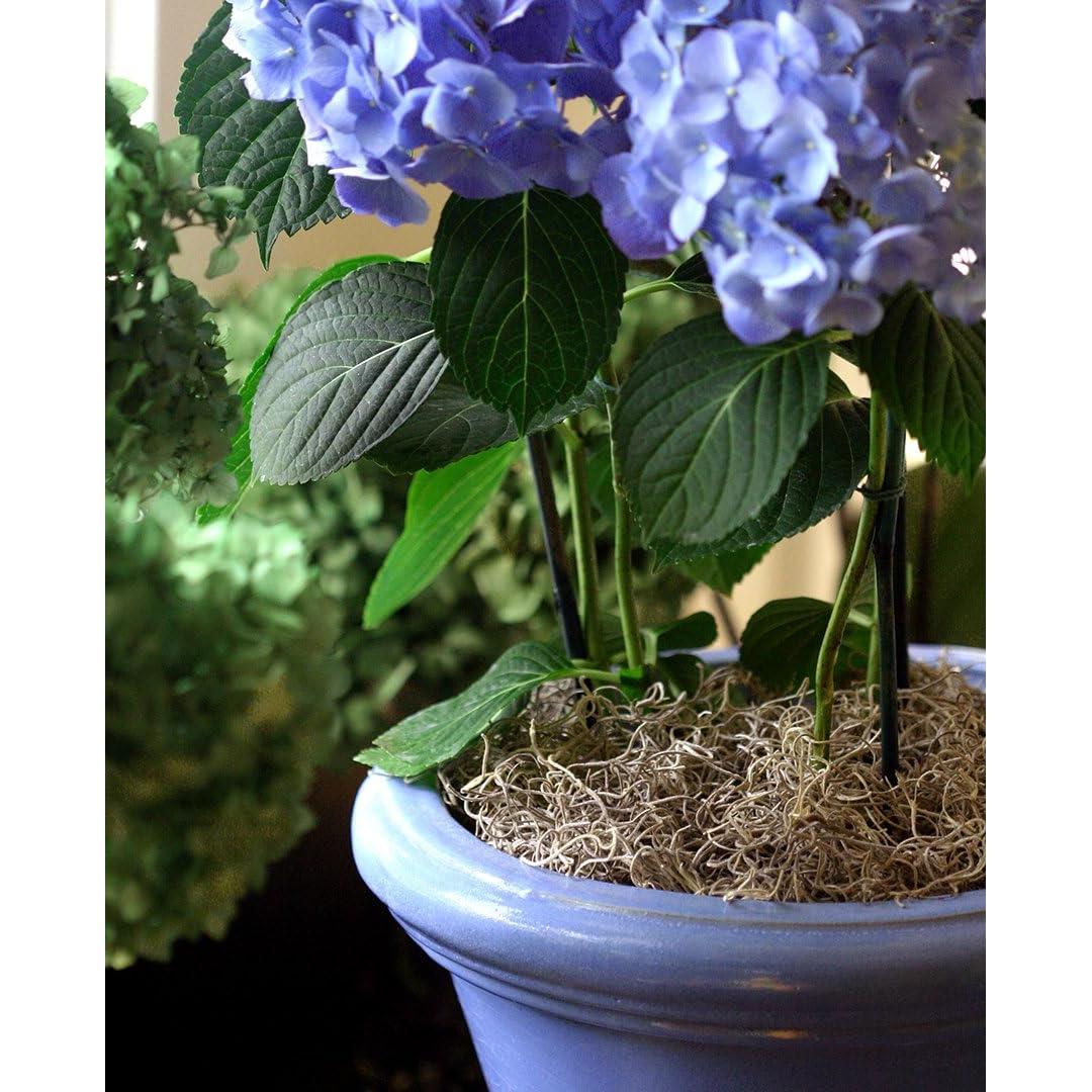 Musgo Español Conservado SuperMoss 227g - Natural y Duradero