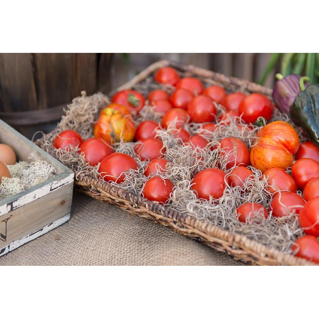 Musgo Español Conservado SuperMoss 227g - Natural y Duradero