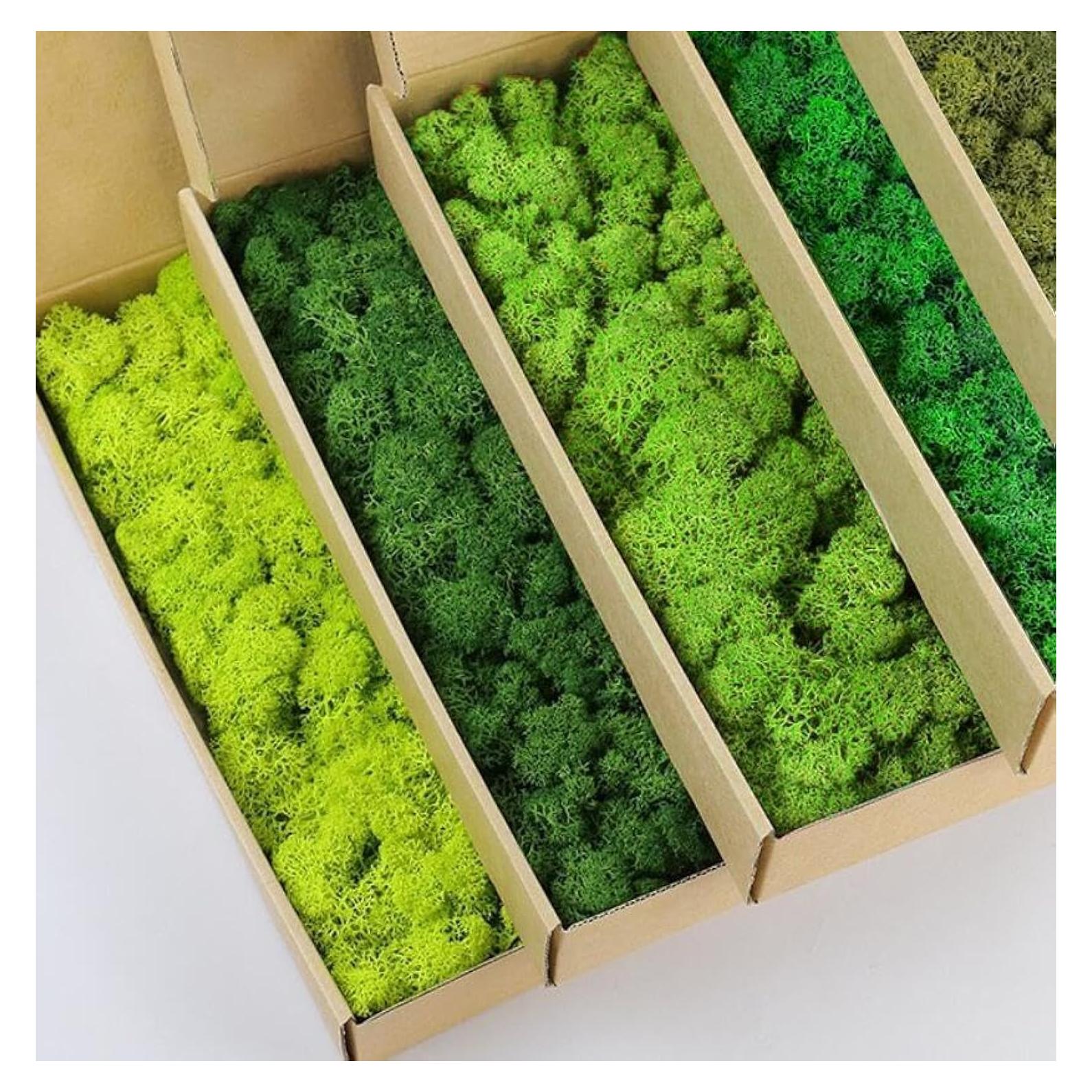 Kit de Musgo Preservado Natural 5 Colores 0.45 kg Prefleur