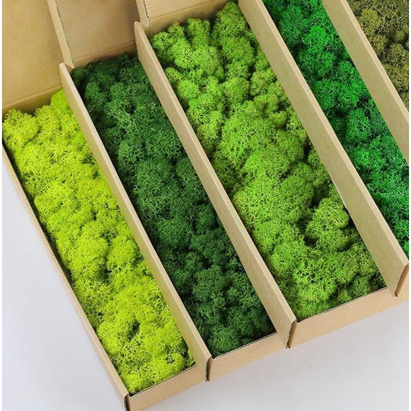 Kit de Musgo Preservado Natural 5 Colores 0.45 kg Prefleur