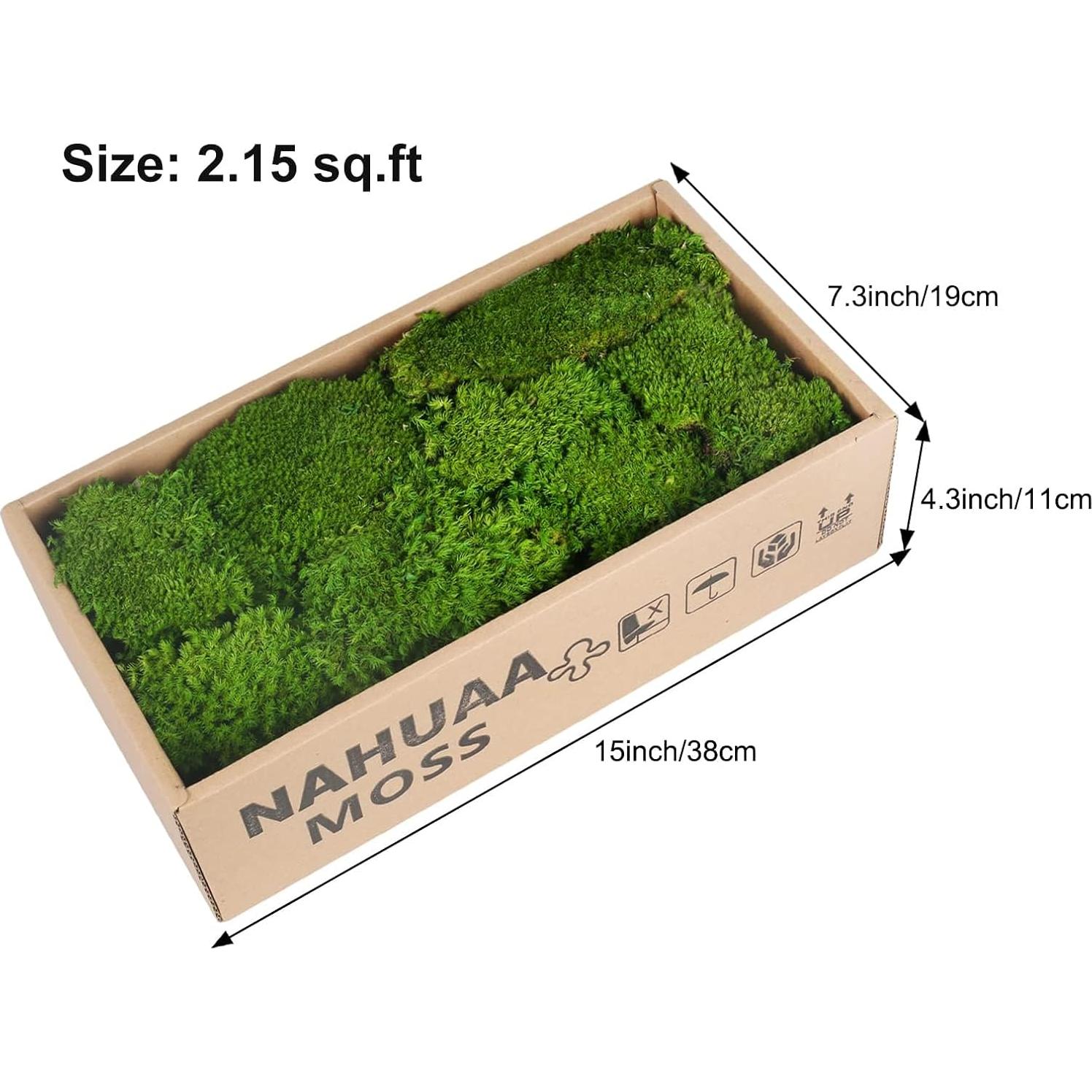 Musgo Preservado NAHUAA 0.20 m² Verde para Decoración